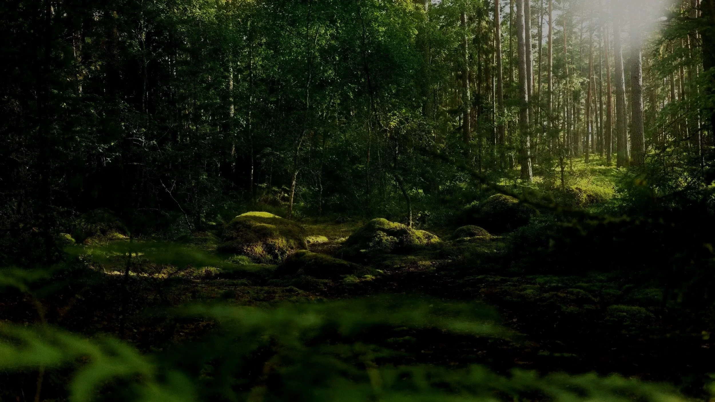 Une forêt dense avec des arbres élancés, de la végétation verte et de la lumière passant à travers les branches.