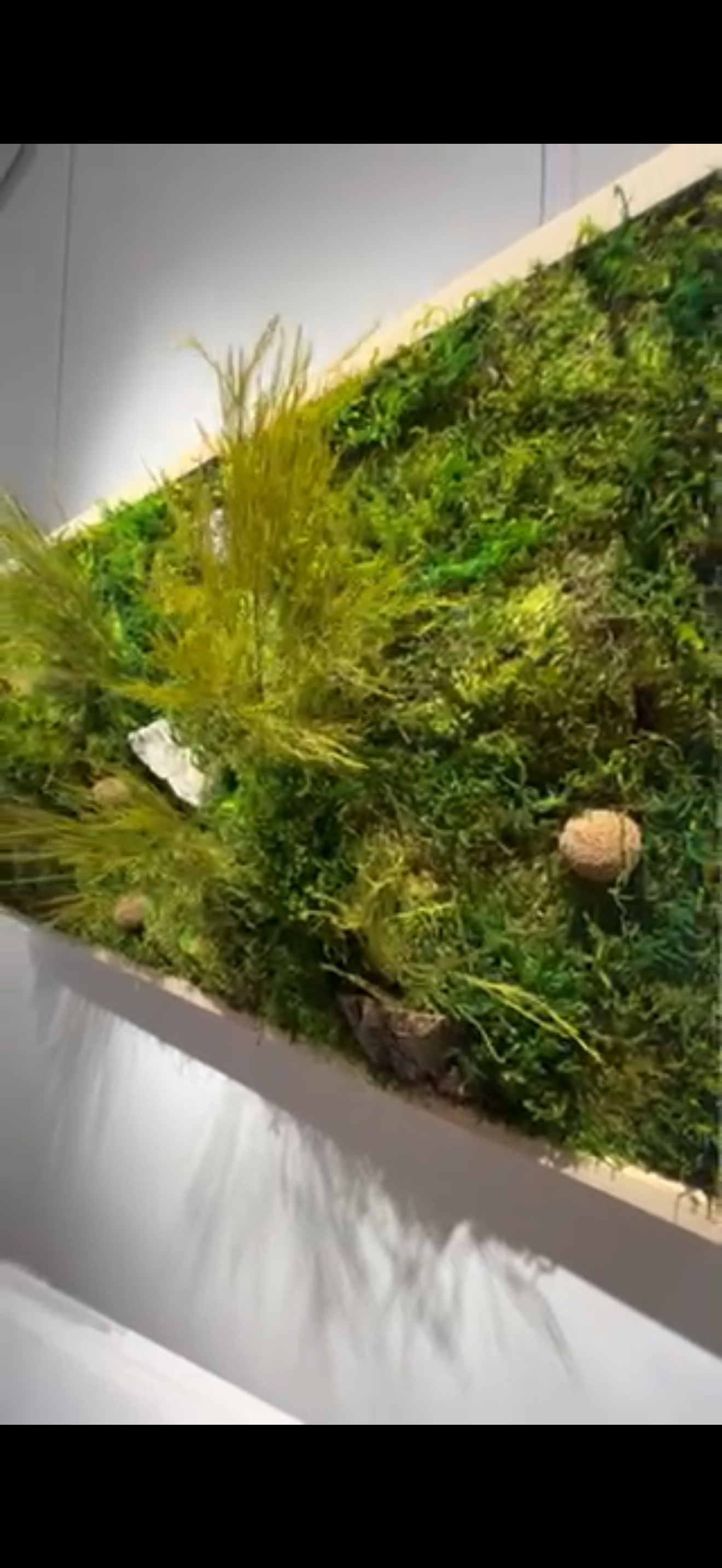 Vitrine avec un arrangement de plantes et de mousse, probablement une décoration botanique.