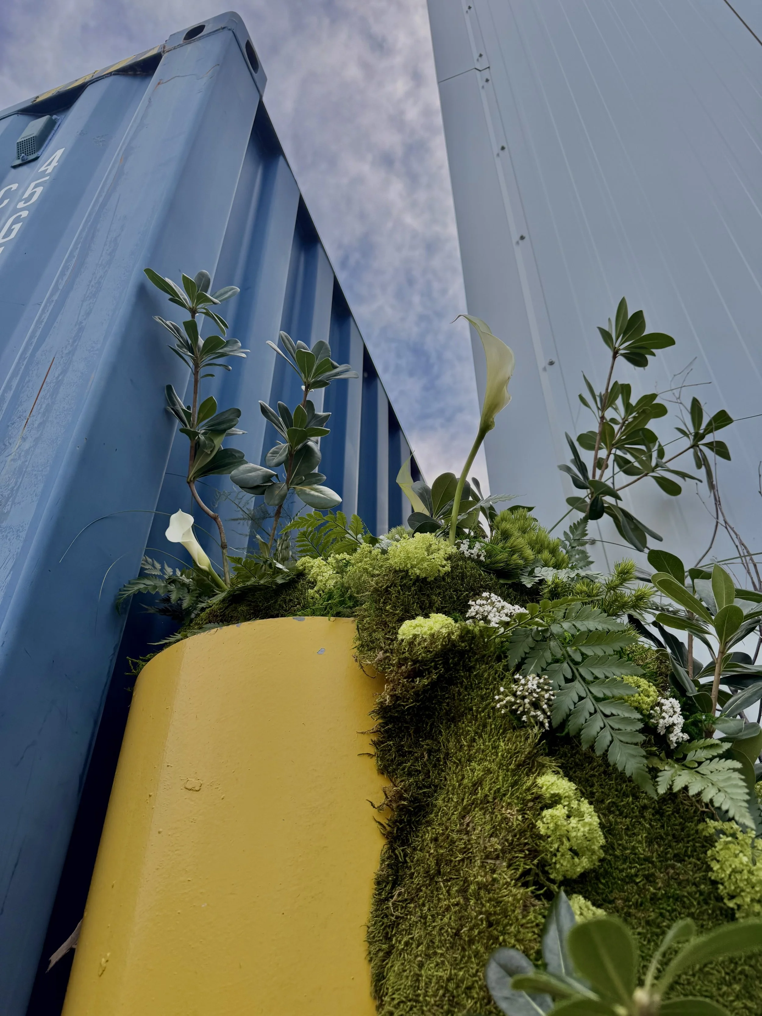 Un gros plan de plantes et de mousse dans un pot jaune placé entre deux grandes structures bleues et blanches, sous un ciel partiellement nuageux.
