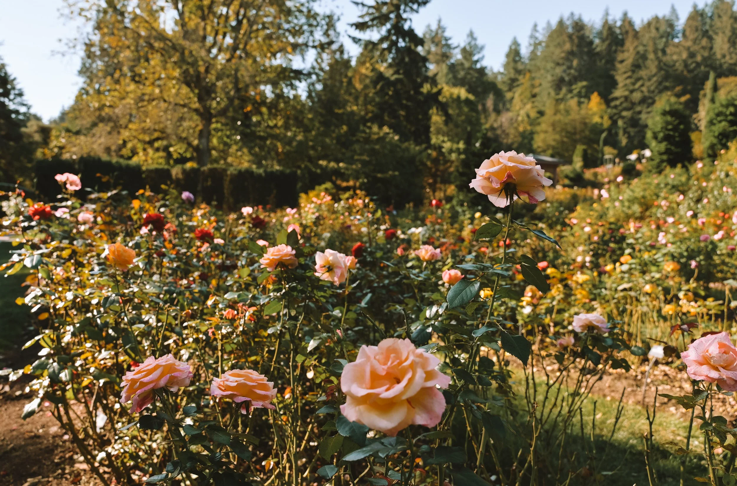 Ruby Radiance Skin Care Ritual