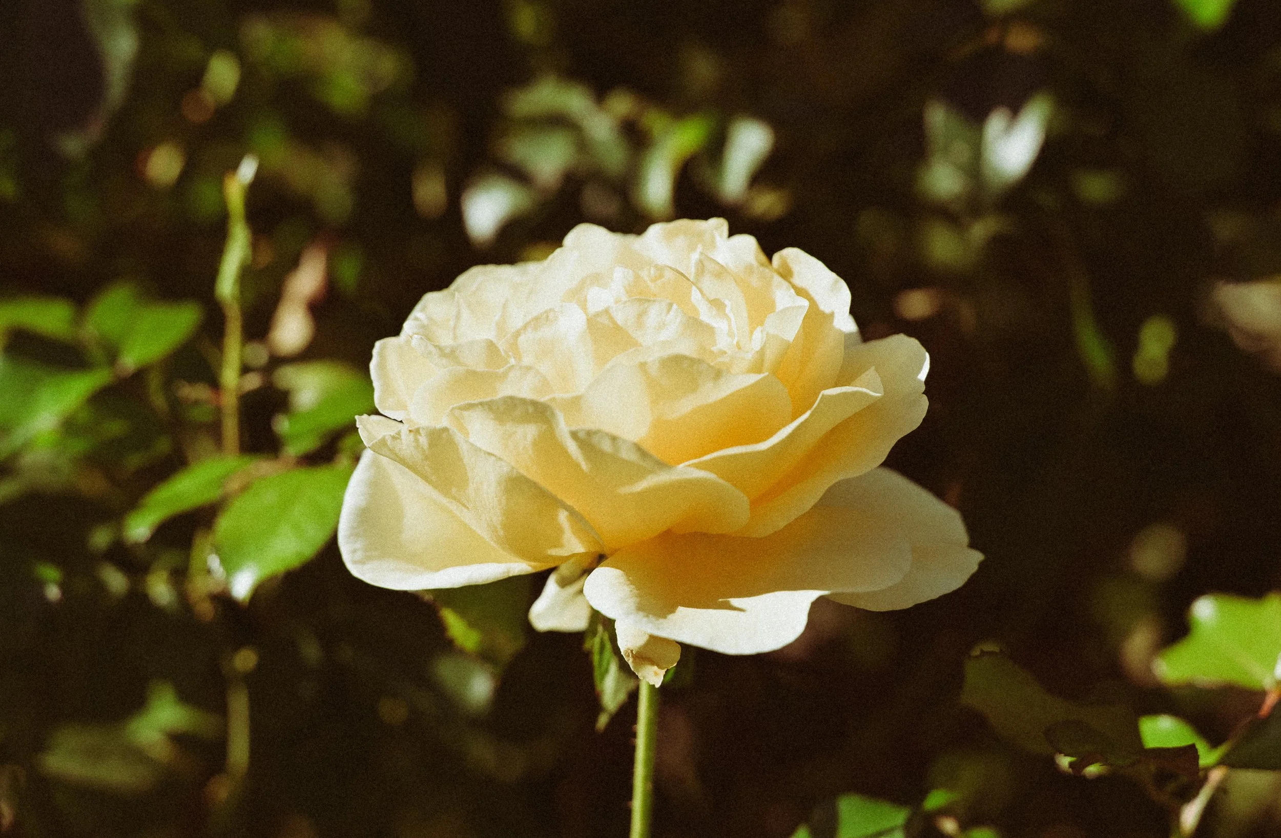  Discovering the Magic of Rose: The Archetype of Love