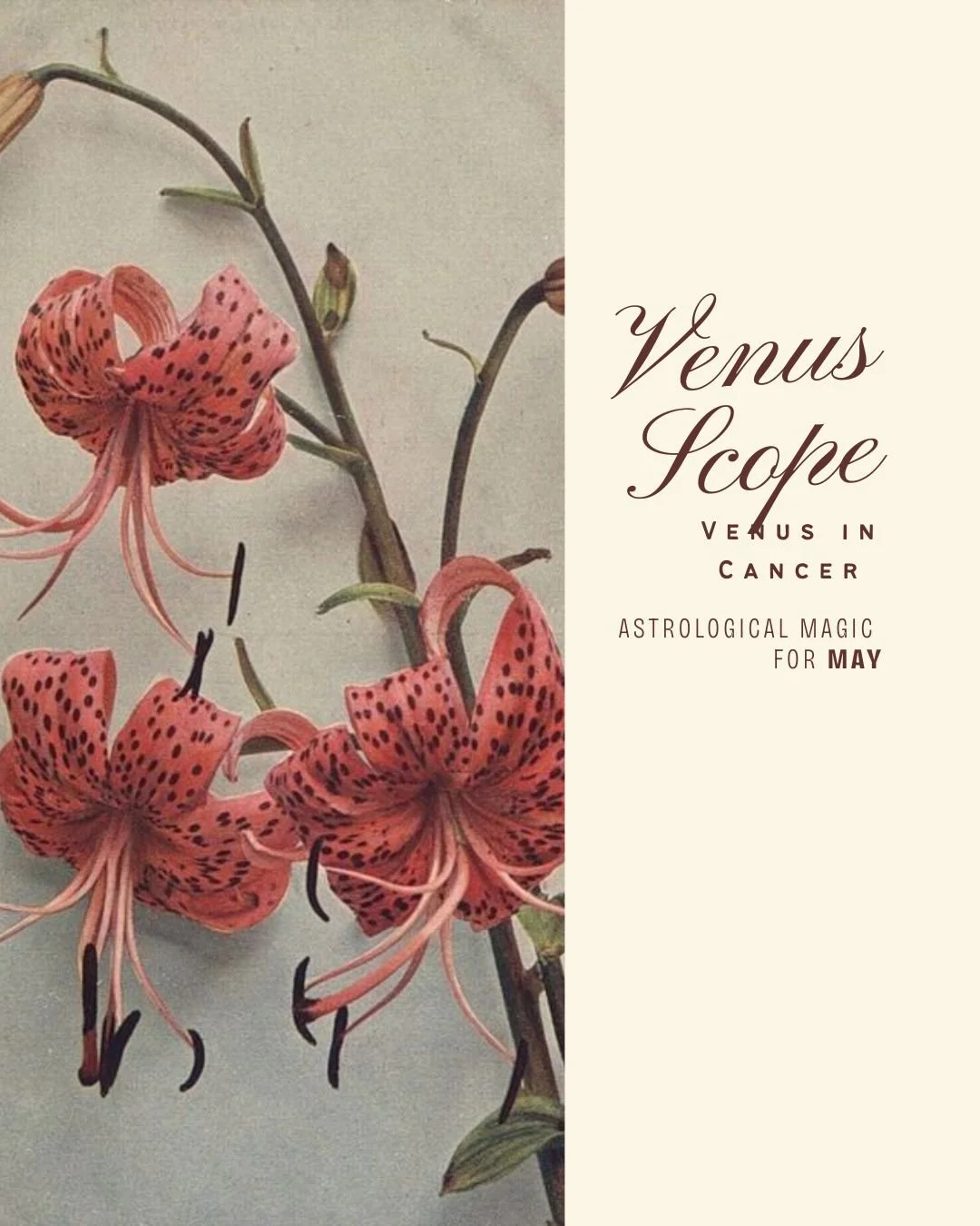 May Venus Scope: Venus in Cancer