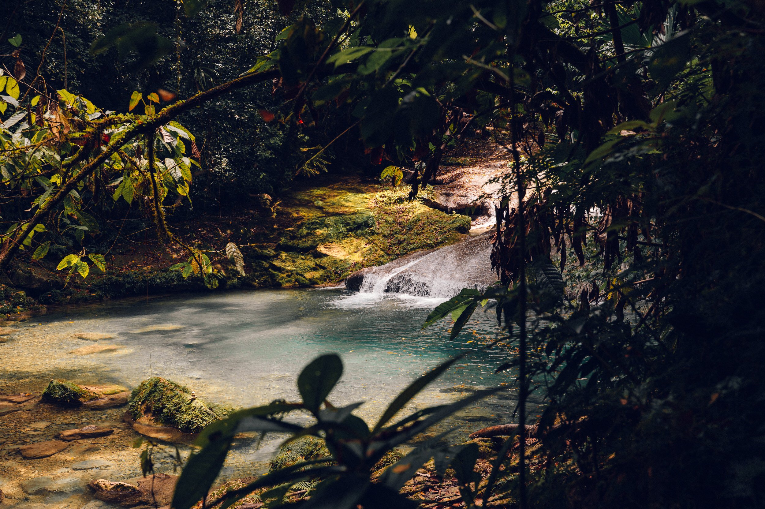 A serene forest scene with a small waterfall flowing into a calm stream, surrounded by lush greenery.