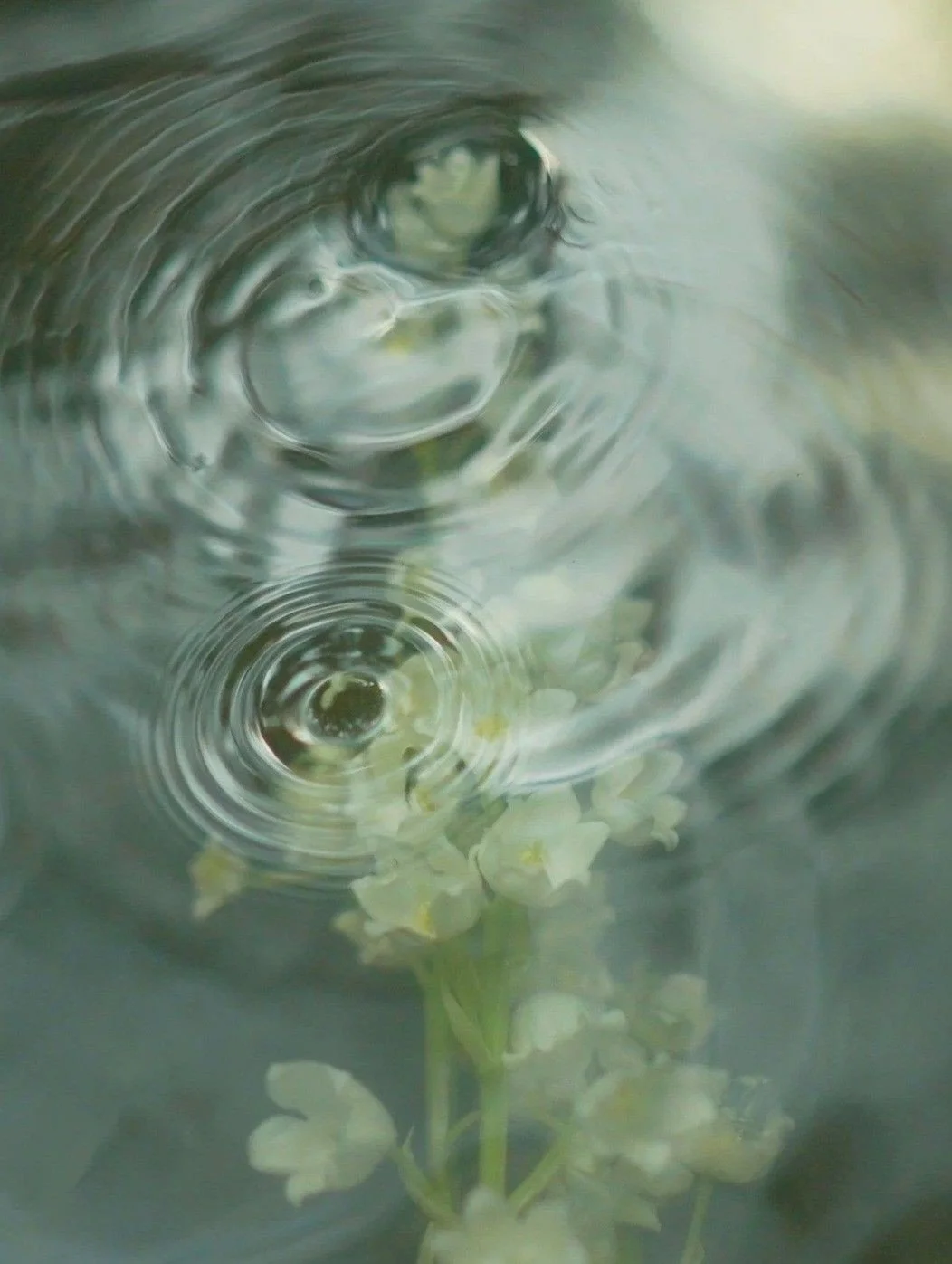 Eau d'Agrumes Florida Water