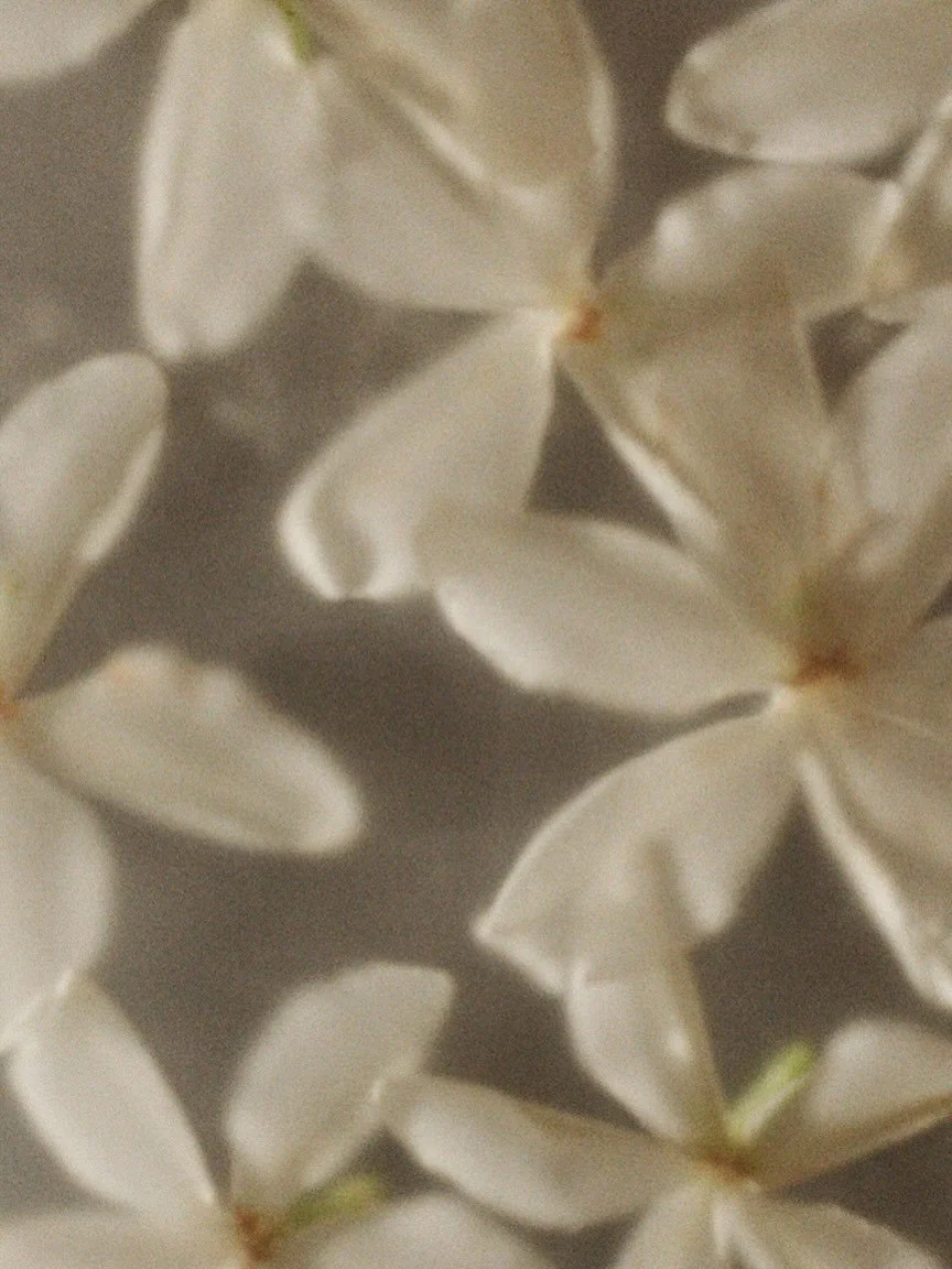 cosmos_466133303.jpeg