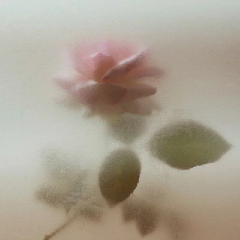 cosmos_1319611084.jpeg