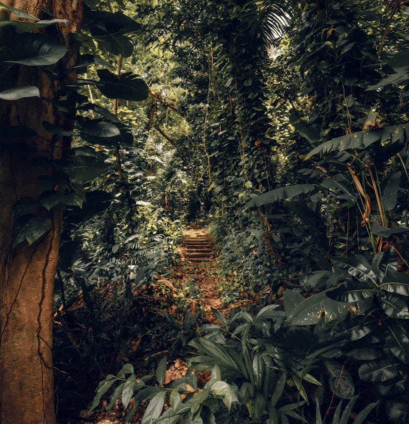 A dense jungle with a narrow dirt path and steps leading through thick green foliage.