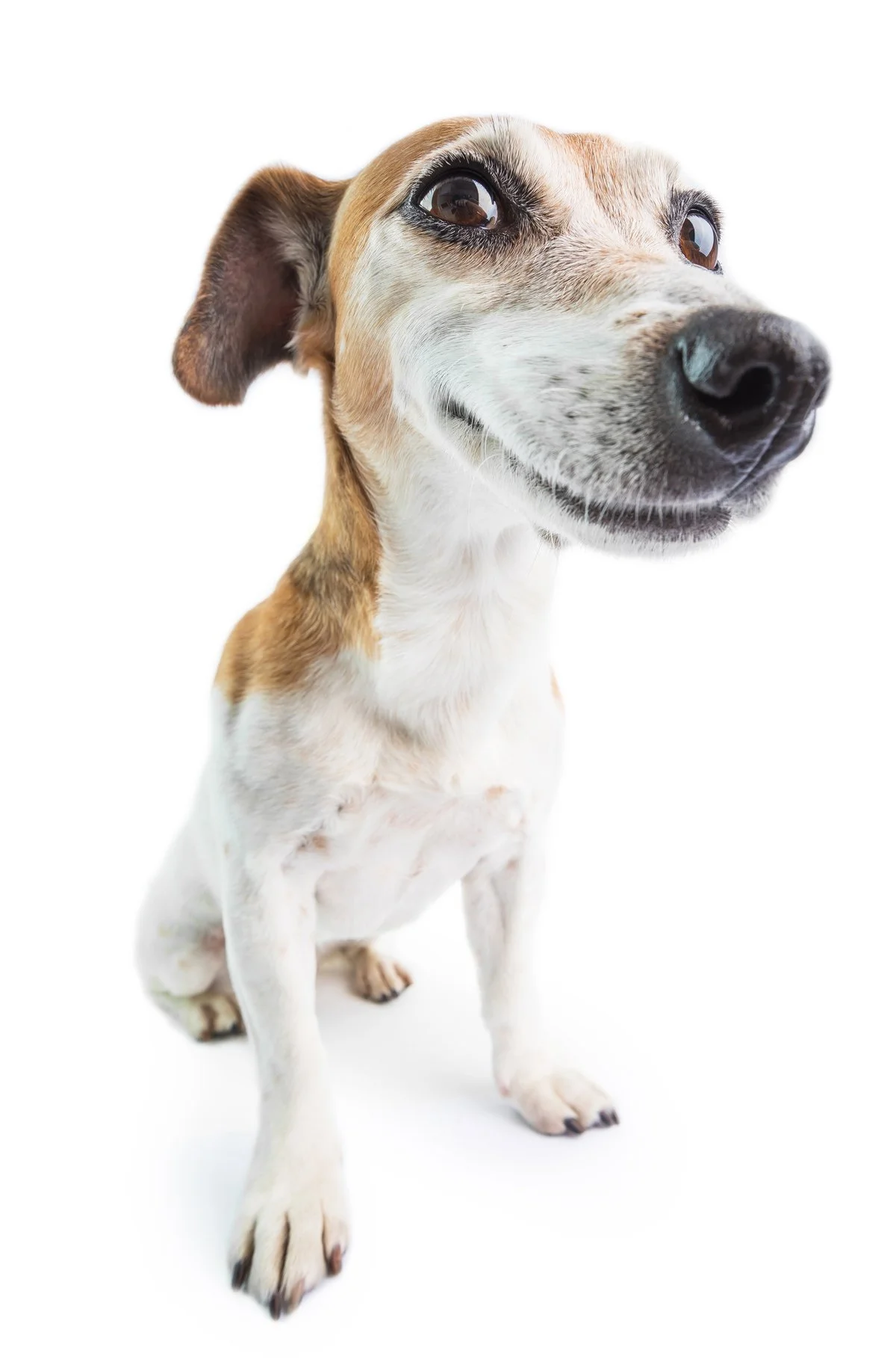funny dog staring at you