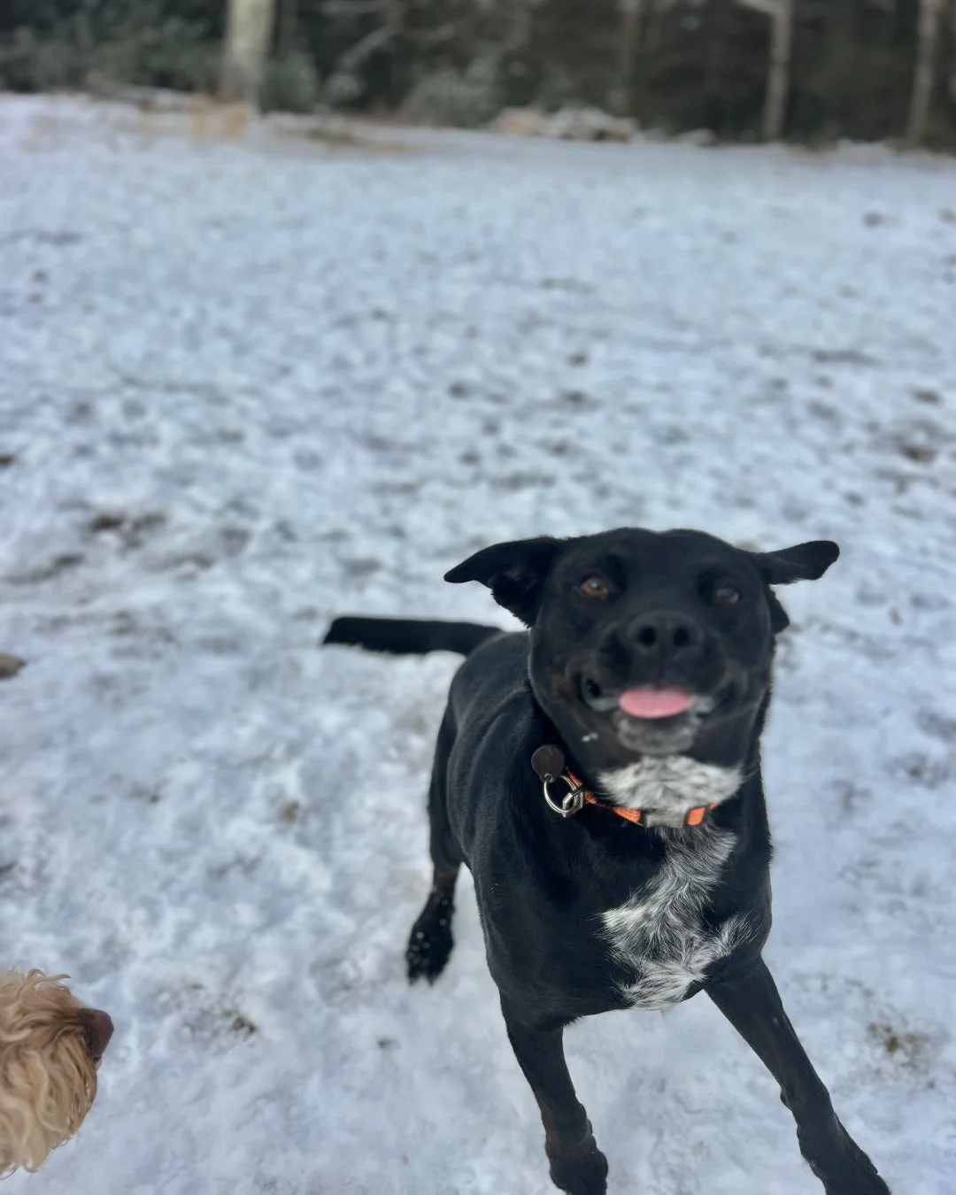 Black dog with a white chest playing in snow, sticking out its tongue, outdoors in a snowy landscape.