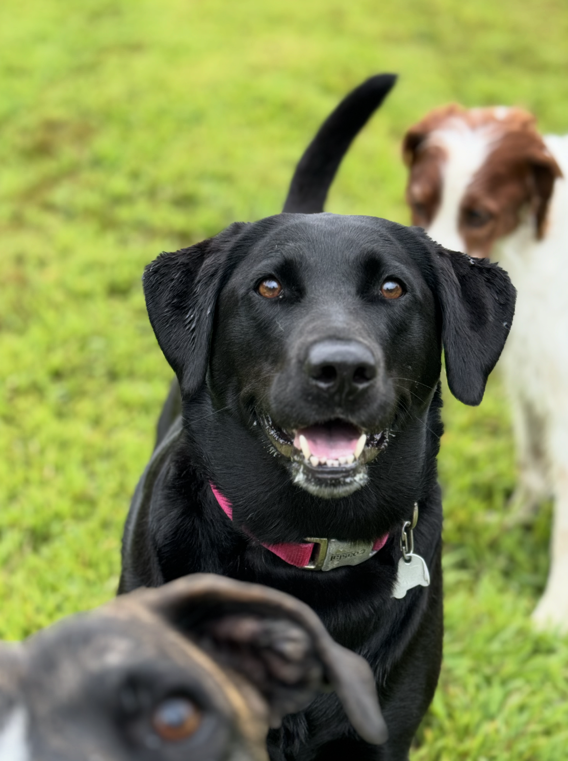 A happy black dog with a pink collar and a collar tag, standing on green grass, with a brown and white dog in the background partially visible.