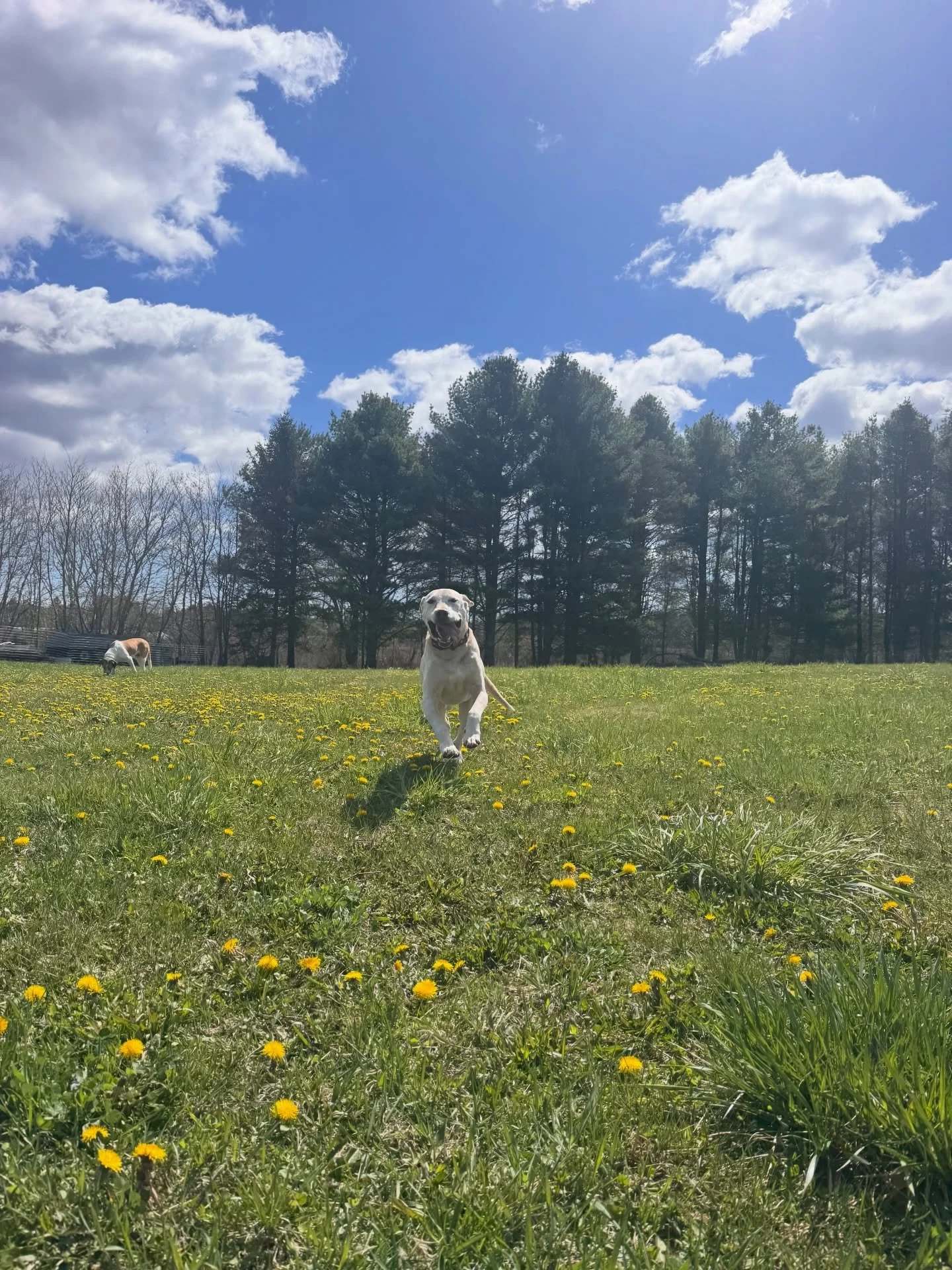 🌼🏡🐾🌾☀️