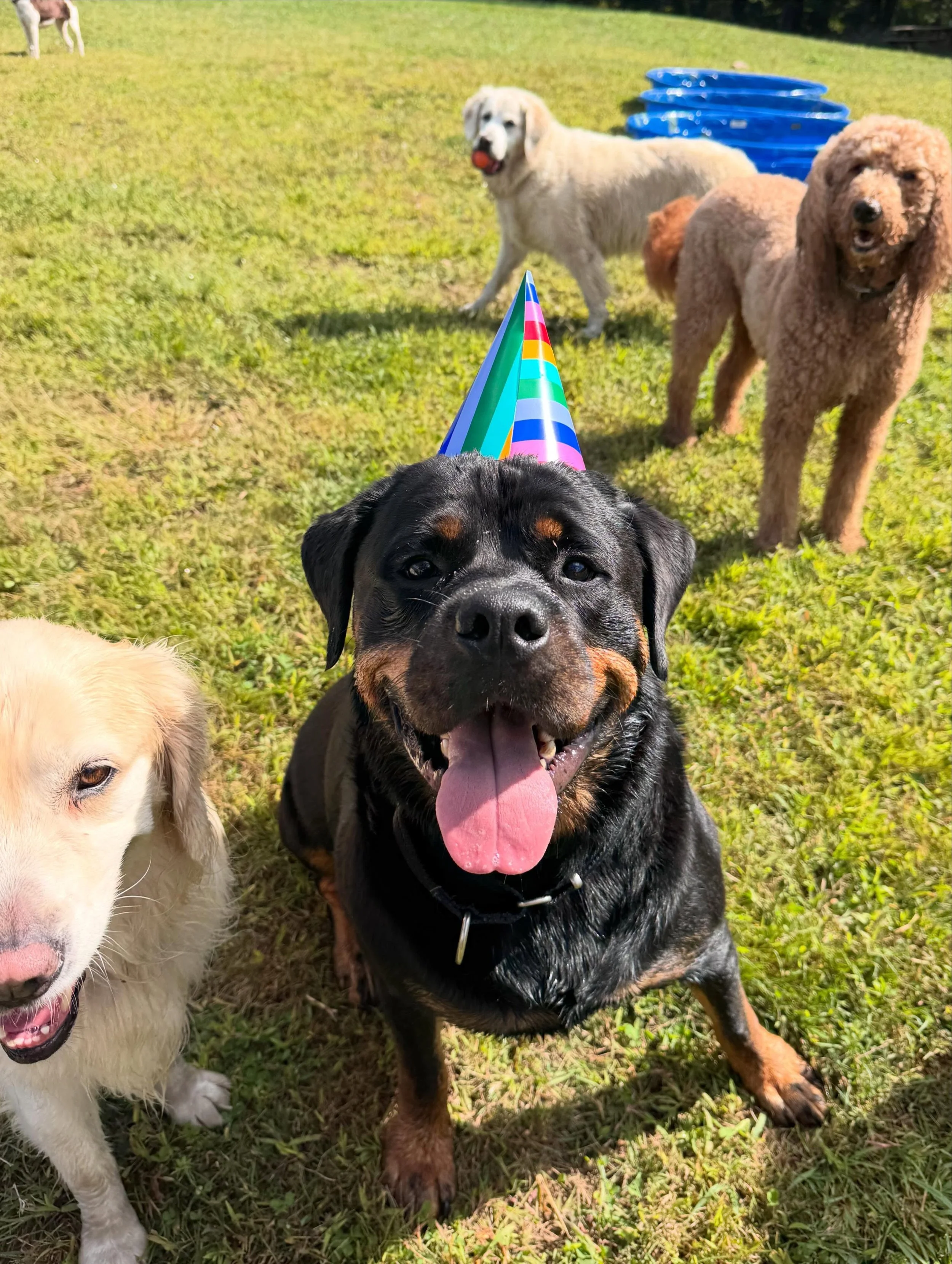 Jax&rsquo;s third birthday on the farm 🌾
Happy birthday Jax 🥳🎂