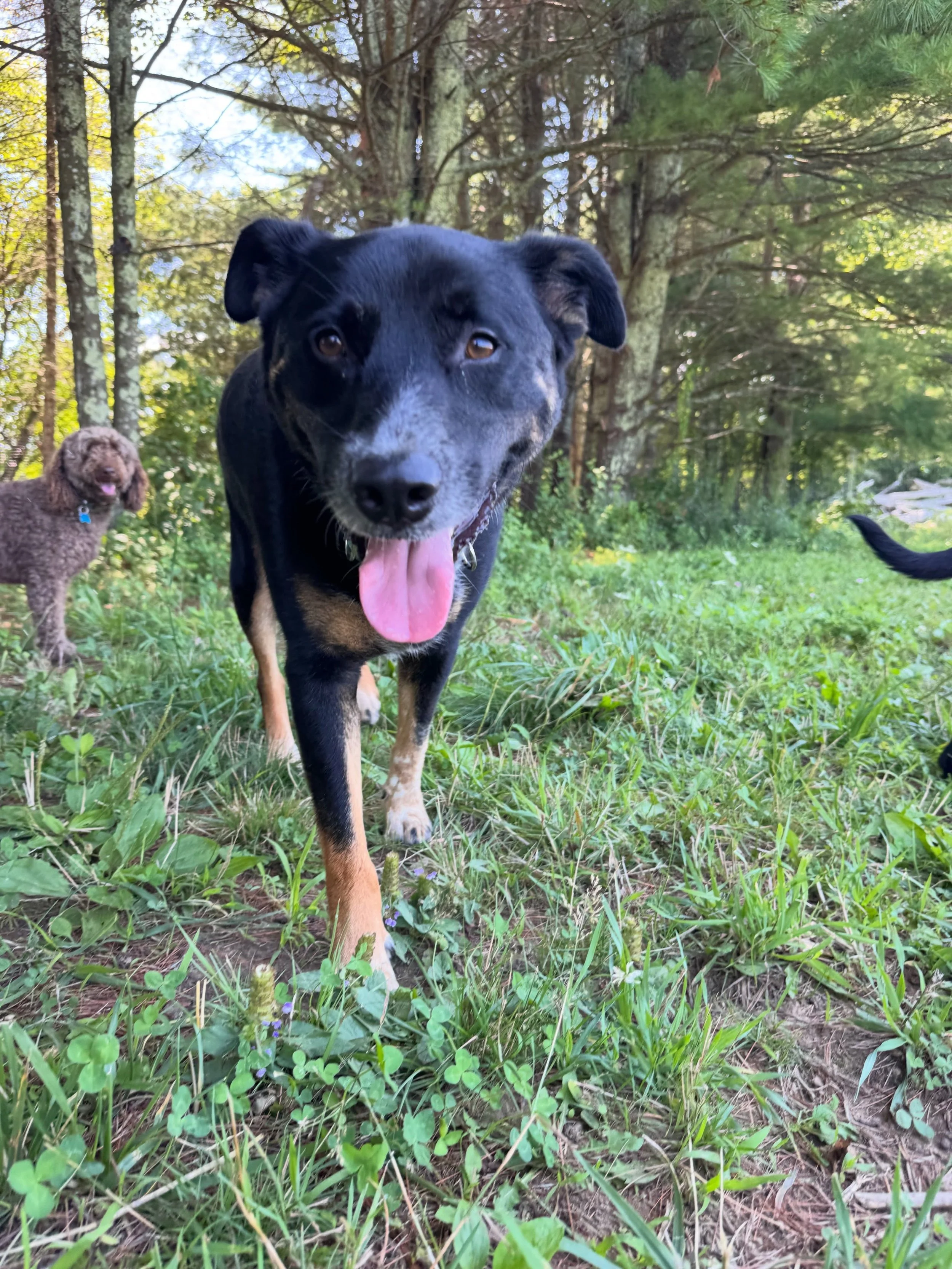 Happy hot Friday! Staying cool in the shade. 🌲🌳🌿