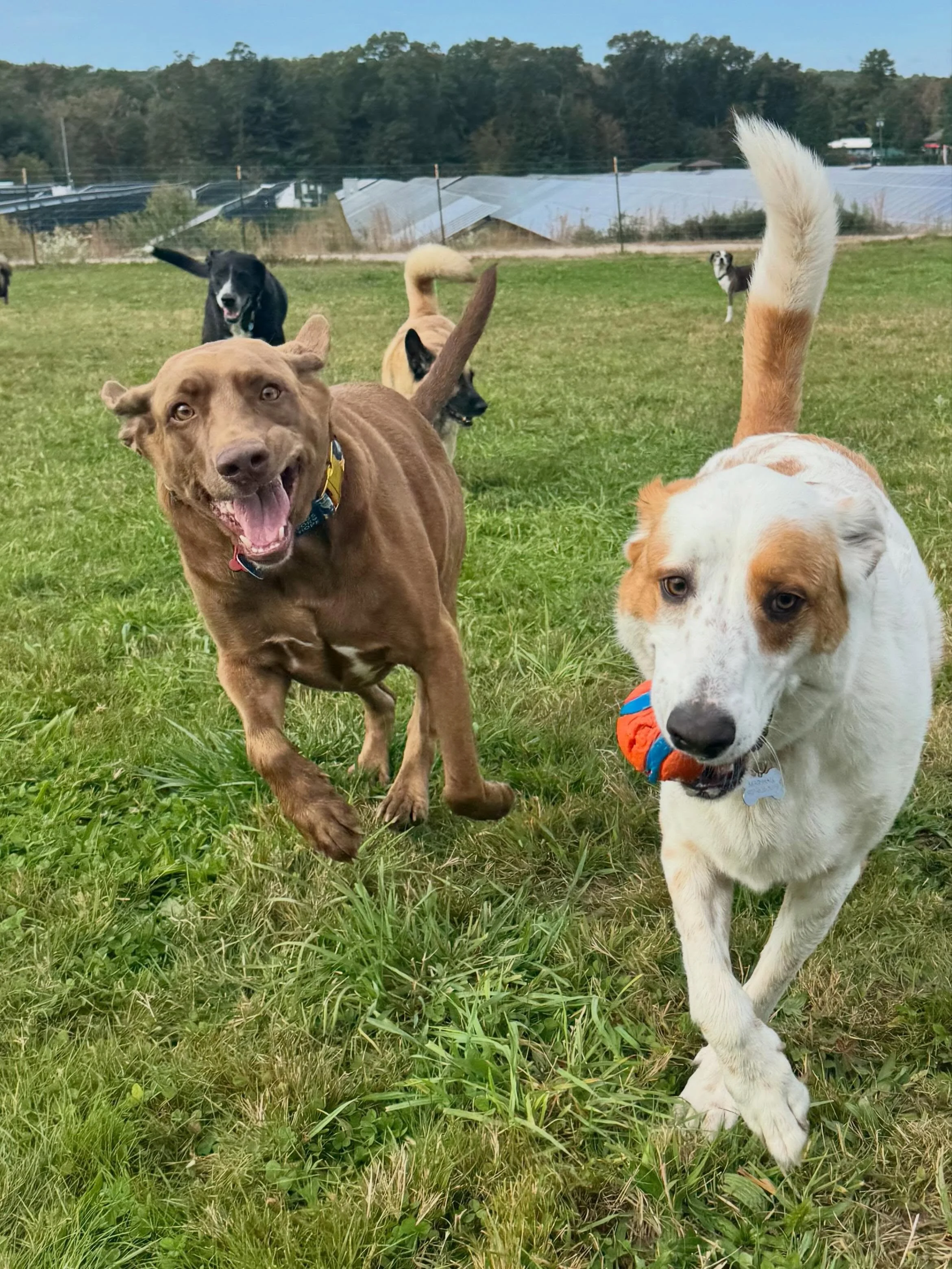 &ldquo;Dogs do speak, but only to those who know how to listen.&rdquo; &mdash; Orhan Pamuk 🐾☀️🌾