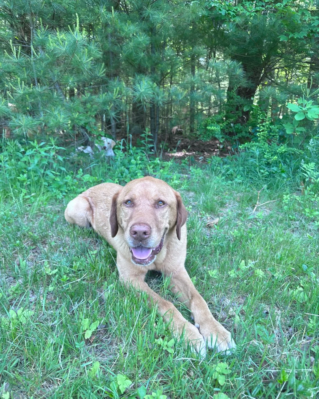 A happy brown dog lying on grass in a wooded area, with greenery and trees in the background.