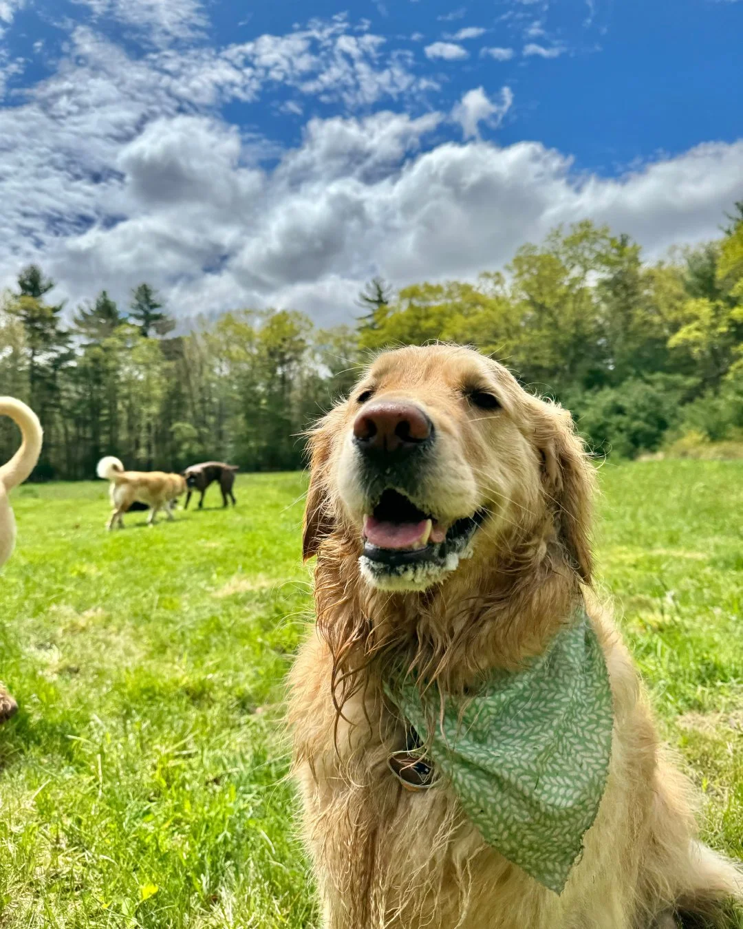 A happy golden retriever with a green patterned bandana sitting on a grassy field with other dogs in the background under a blue sky with scattered clouds.