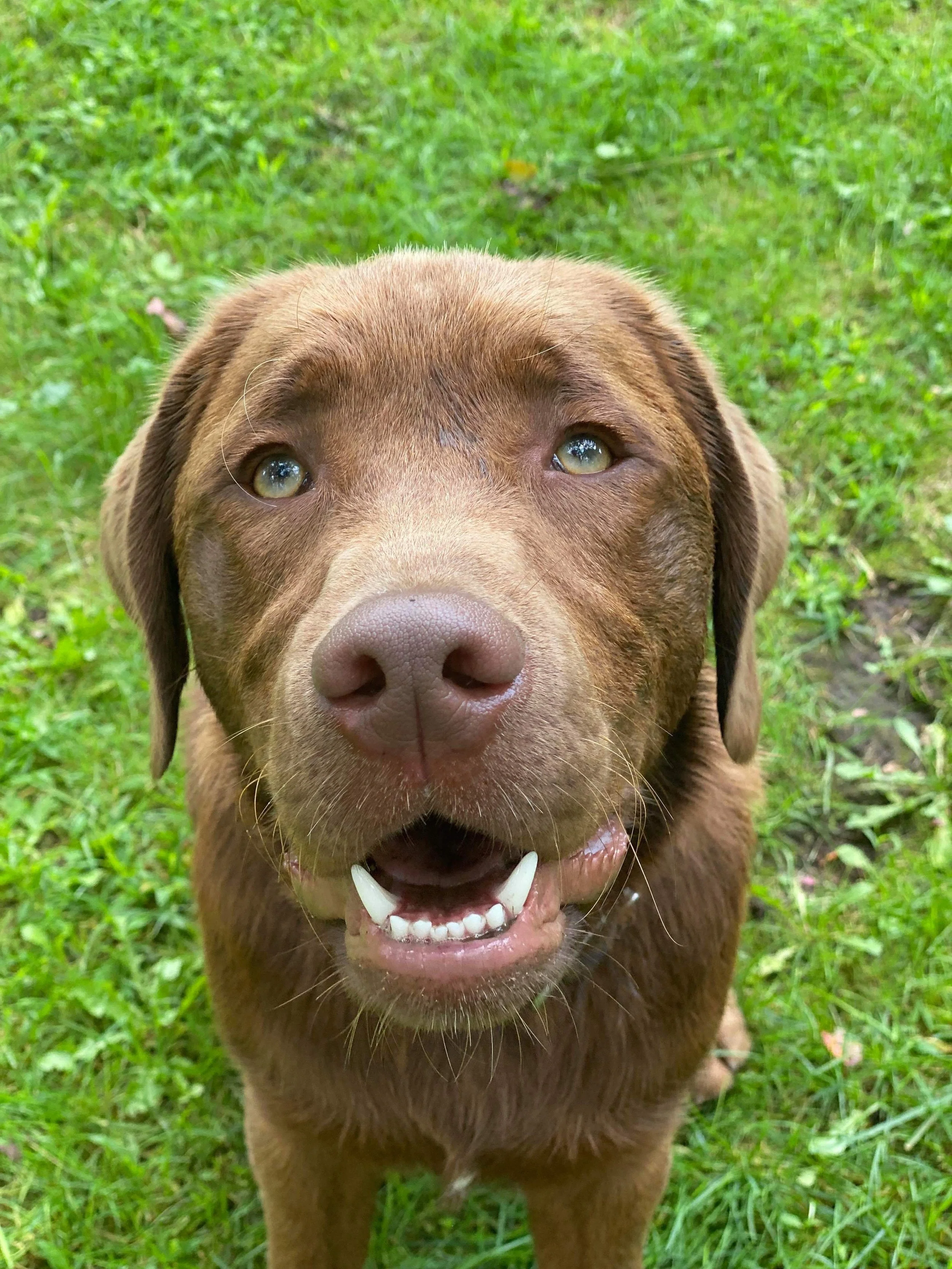 Close-up of a happy brown Labrador Retriever looking up on a grassy lawn.