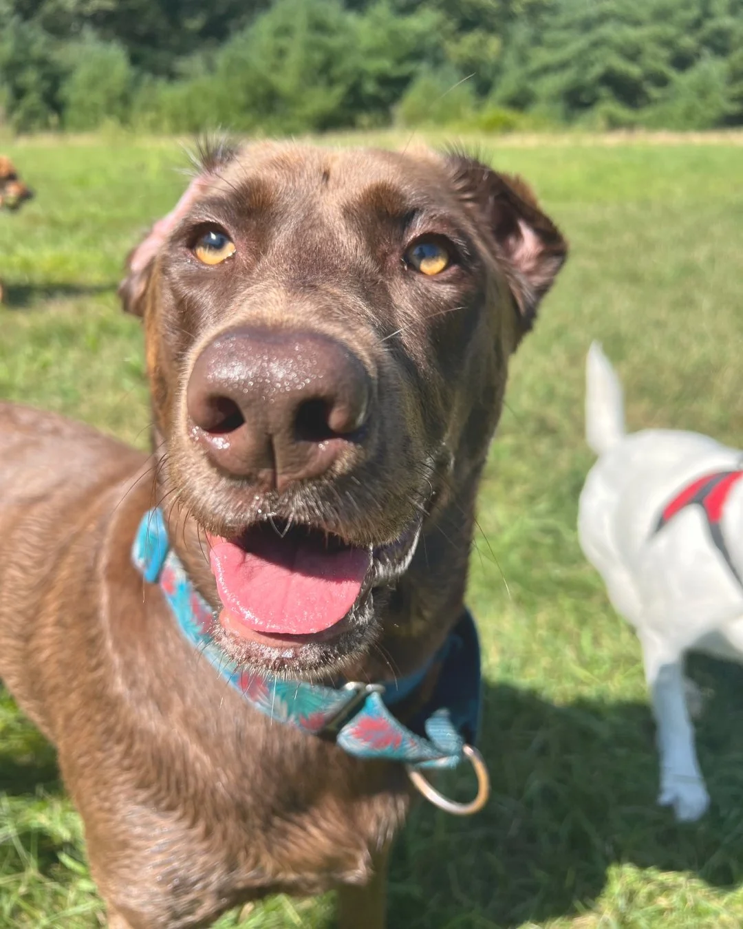Close-up of a happy brown dog with yellow eyes, pink tongue out, outdoors on green grass, with another white dog partially visible in the background.