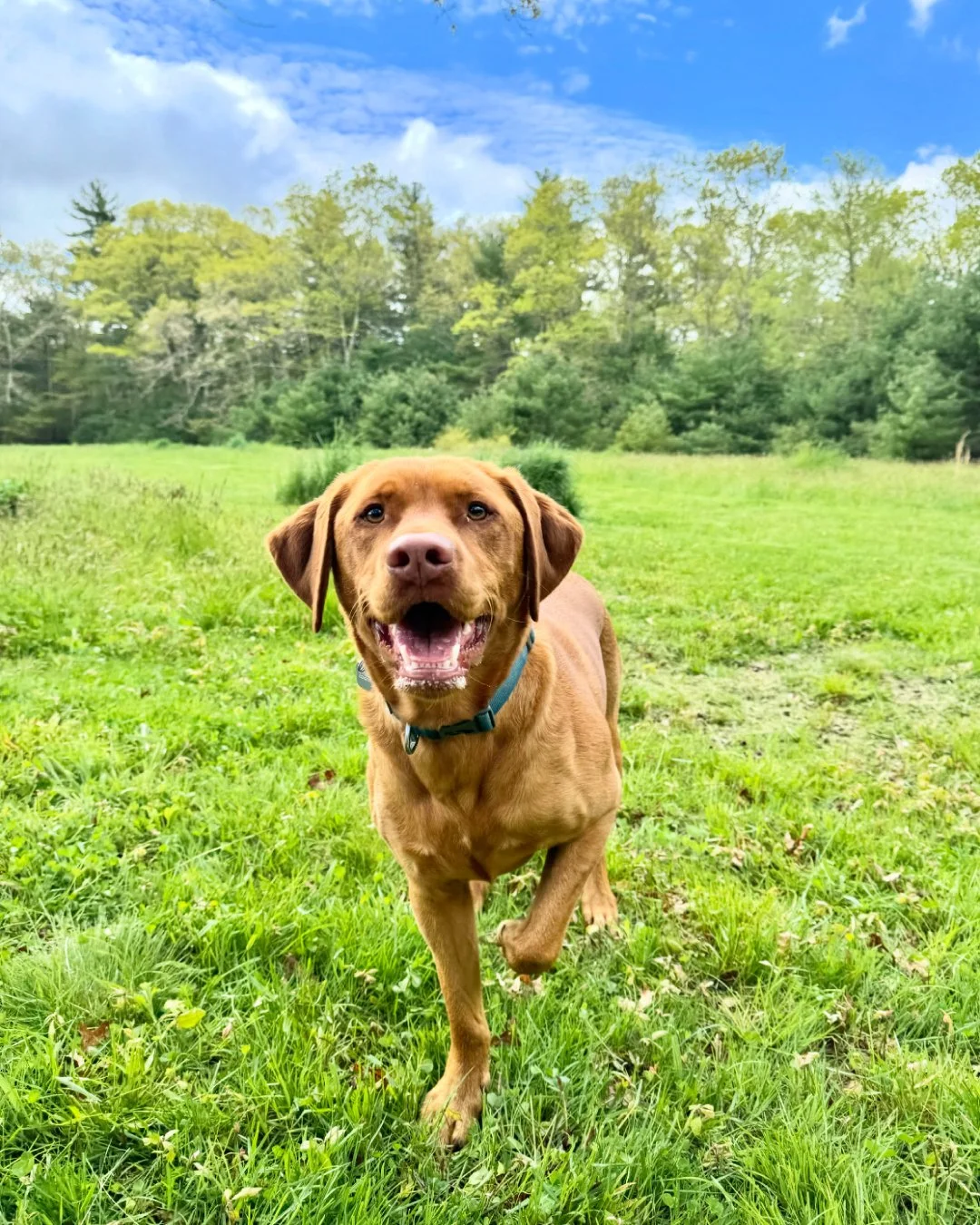 A happy brown dog running on a green grassy field with trees and a blue sky in the background.