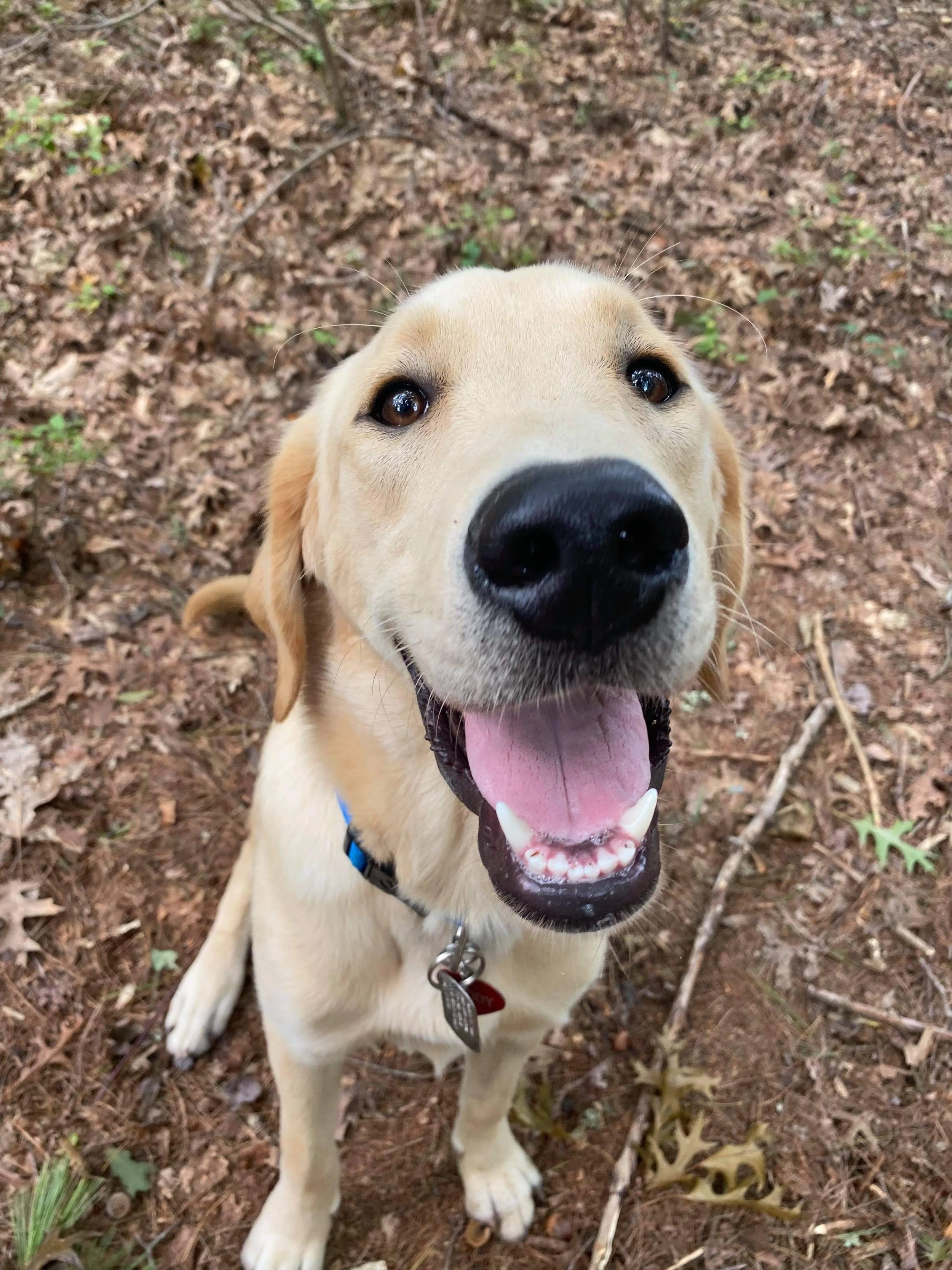 Close-up of a happy yellow Labrador retriever sitting on a wooded ground with leaves, looking up at the camera with an open mouth and tongue out.