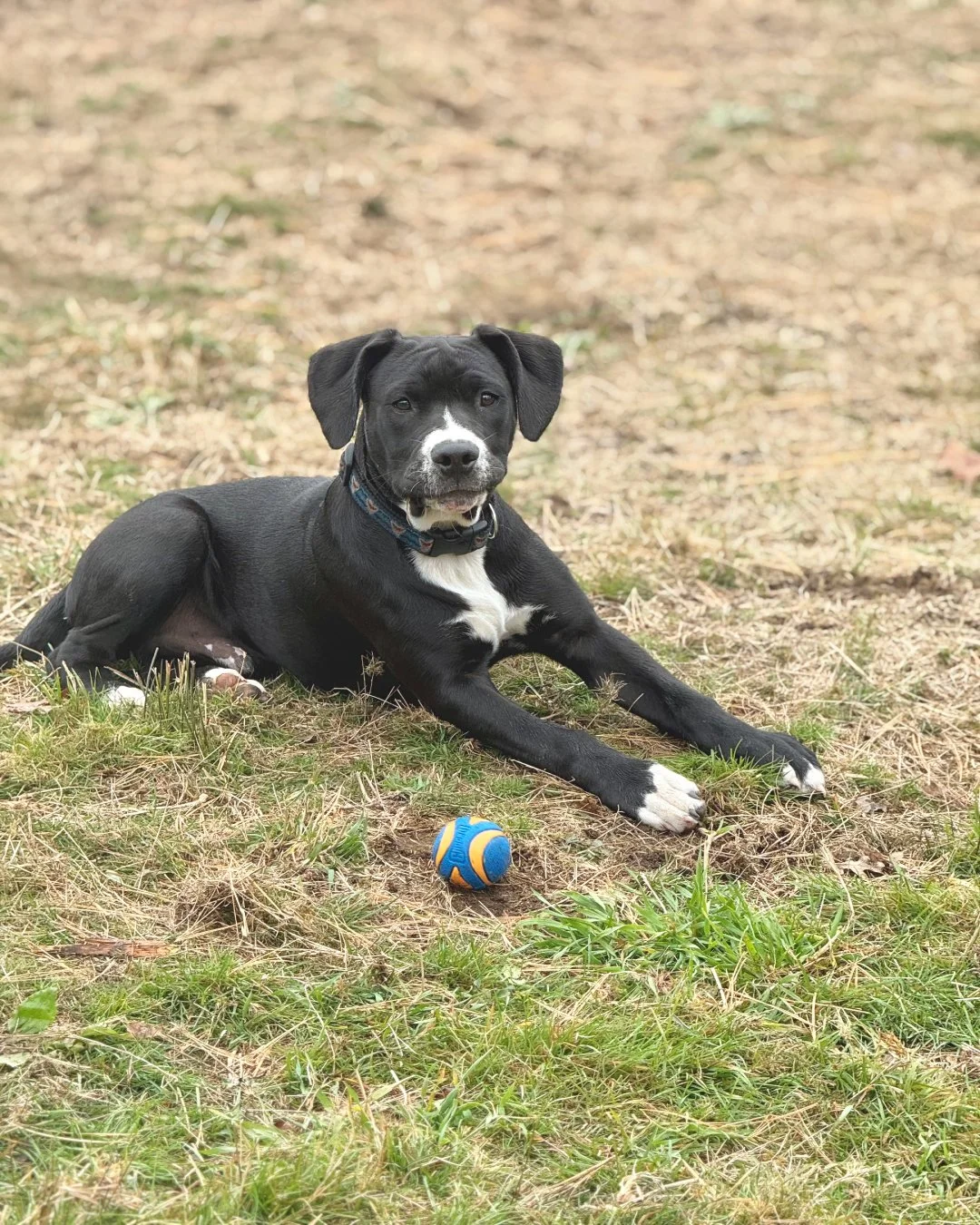 A black and white puppy lying on the grass with a small blue and orange ball nearby.