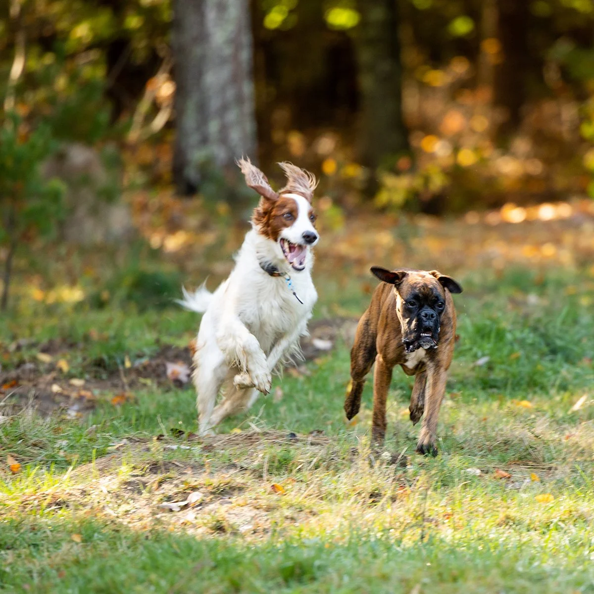 Two dogs running through a grassy, wooded area with sunlight filtering through trees.