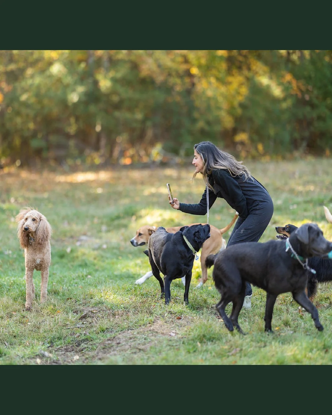 A woman in black athletic clothing taking a selfie with her phone while surrounded by six dogs of various breeds in a grassy park with autumn foliage in the background.
