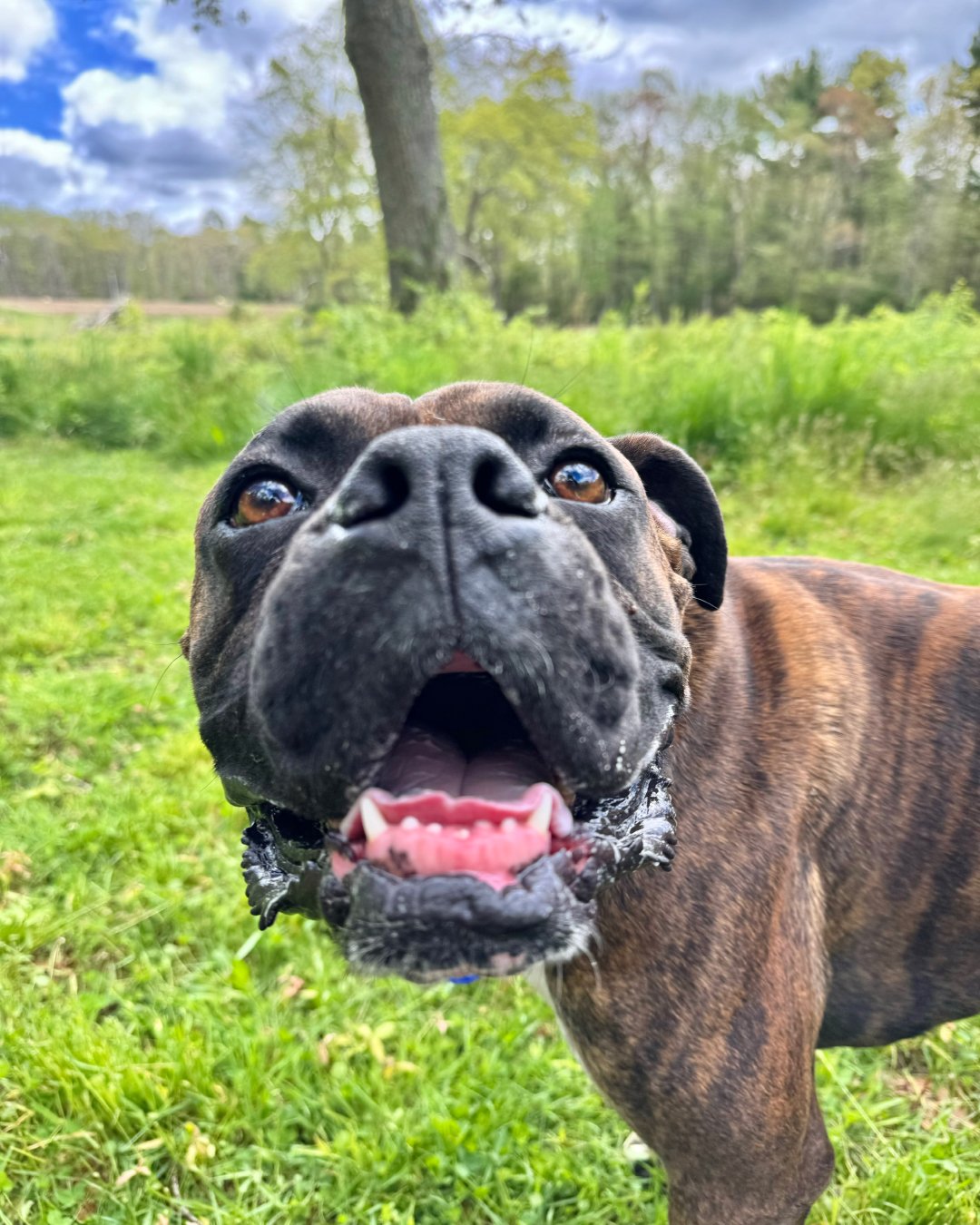 Close-up of a brown brindle dog with a black face, blue tongue, and expressive eyes in a grassy outdoor area with trees and cloudy sky in the background.