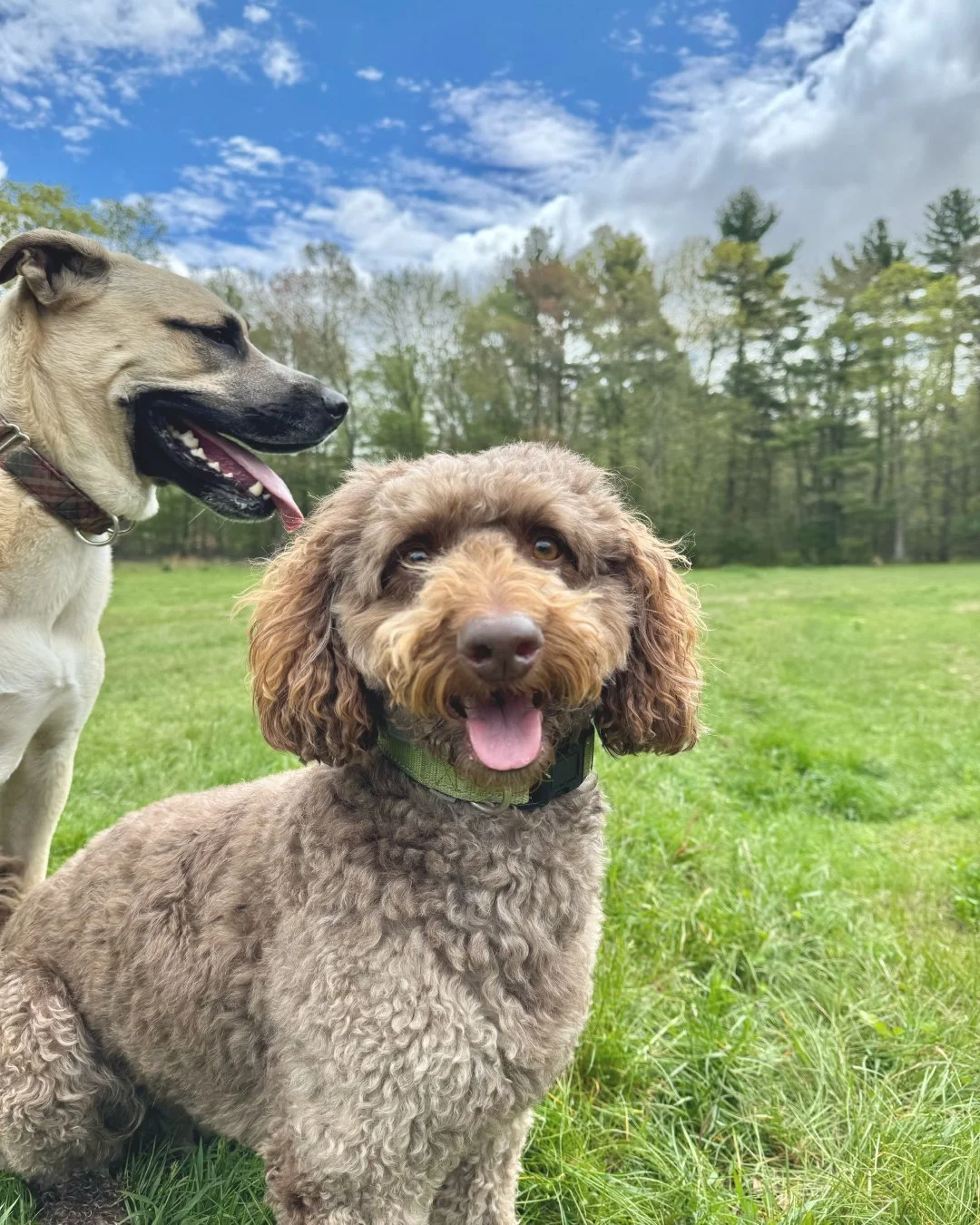 Two dogs sitting on a green grassy field under a partly cloudy blue sky, with trees in the background. One dog is a curly-haired brown poodle looking at the camera with its tongue out, and the other is a larger dog with short tan and black coat, also with its tongue out.