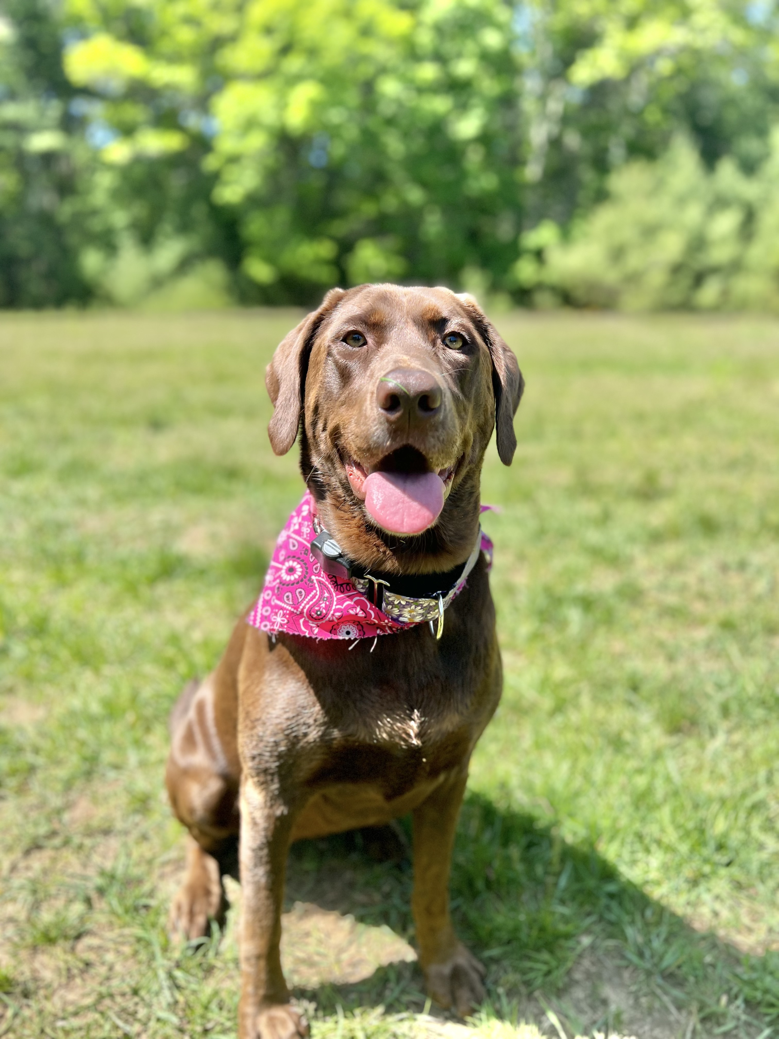 A happy brown Labrador retriever dog wearing a pink bandana sits on a green grassy field with trees in the background on a sunny day.