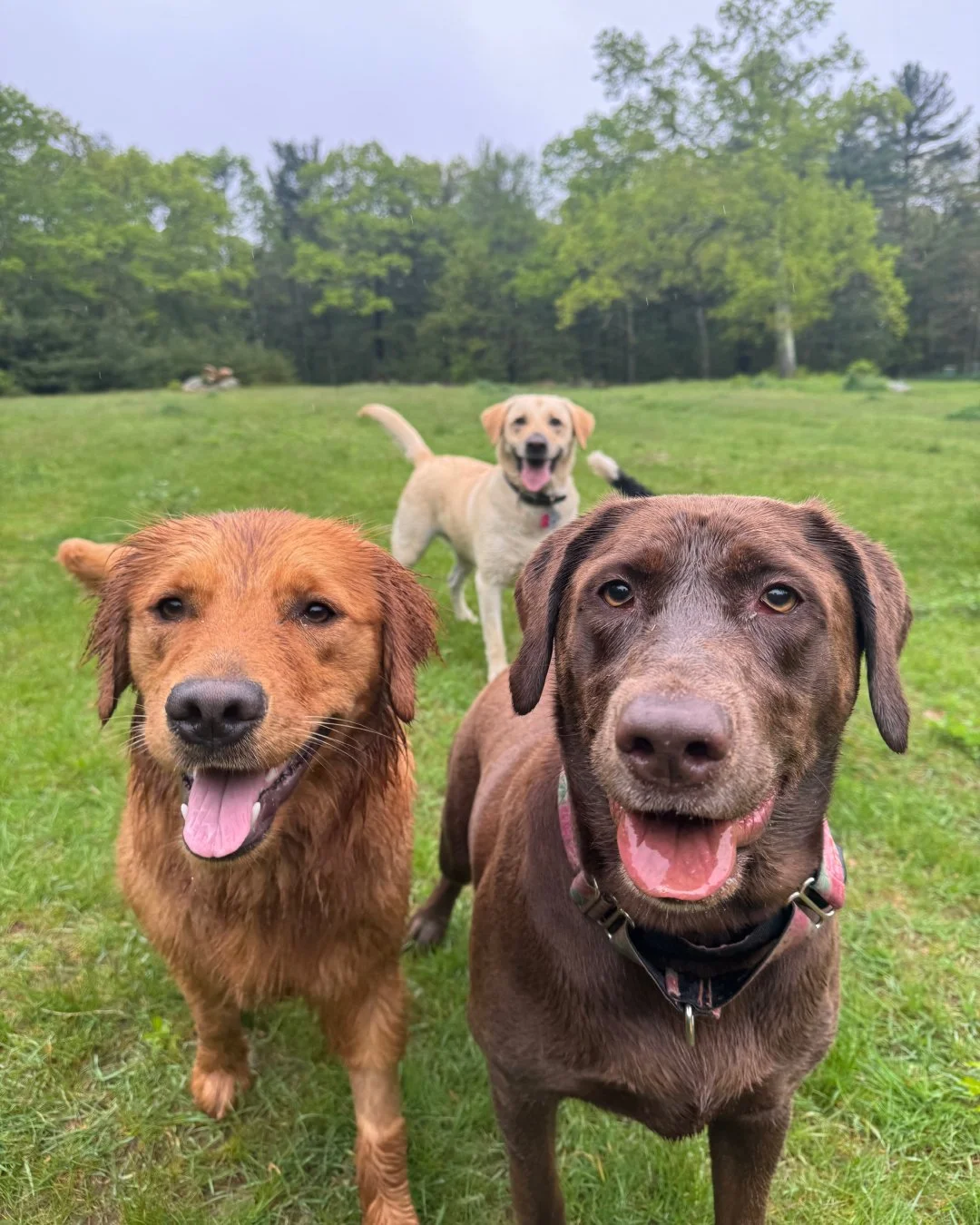 Three dogs in a grassy park with trees in the background, looking at the camera and smiling.