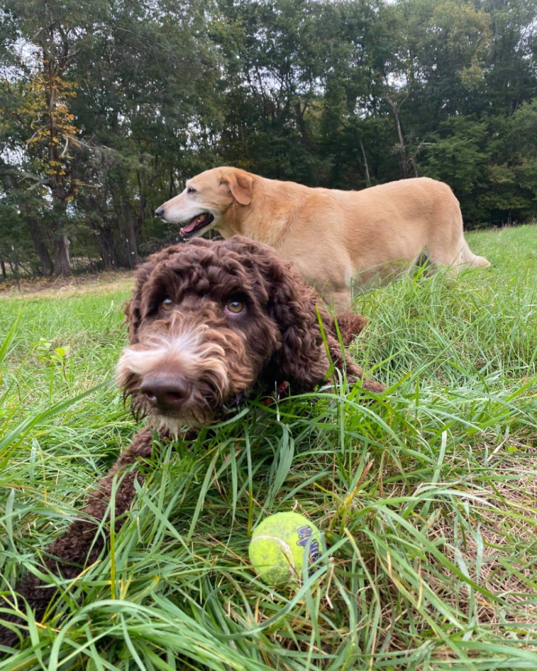 Two dogs, one curly-haired brown and the other short-haired tan, playing outdoors on grass with a tennis ball and a line in a park-like setting.