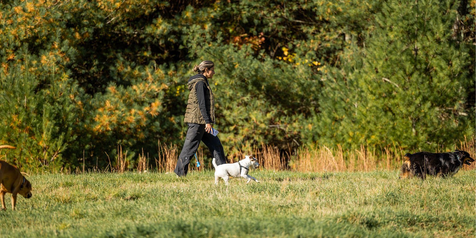 A woman walking three dogs in a grassy field with trees in the background.