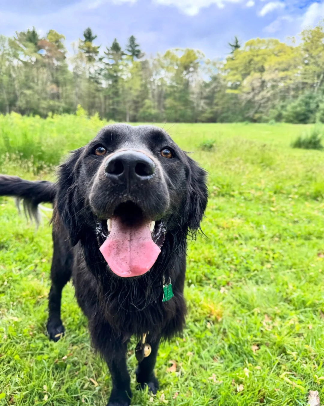 Close-up of a happy black dog with its tongue out, standing on green grass in a field with trees and a blue sky in the background.