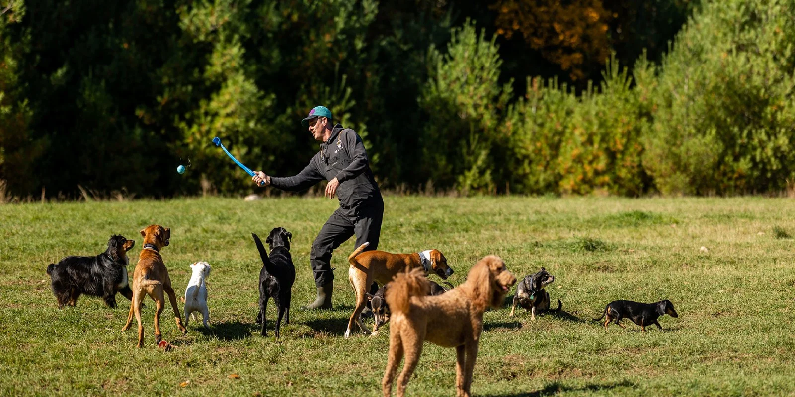 Man playing with multiple dogs in a grassy field with trees in the background.