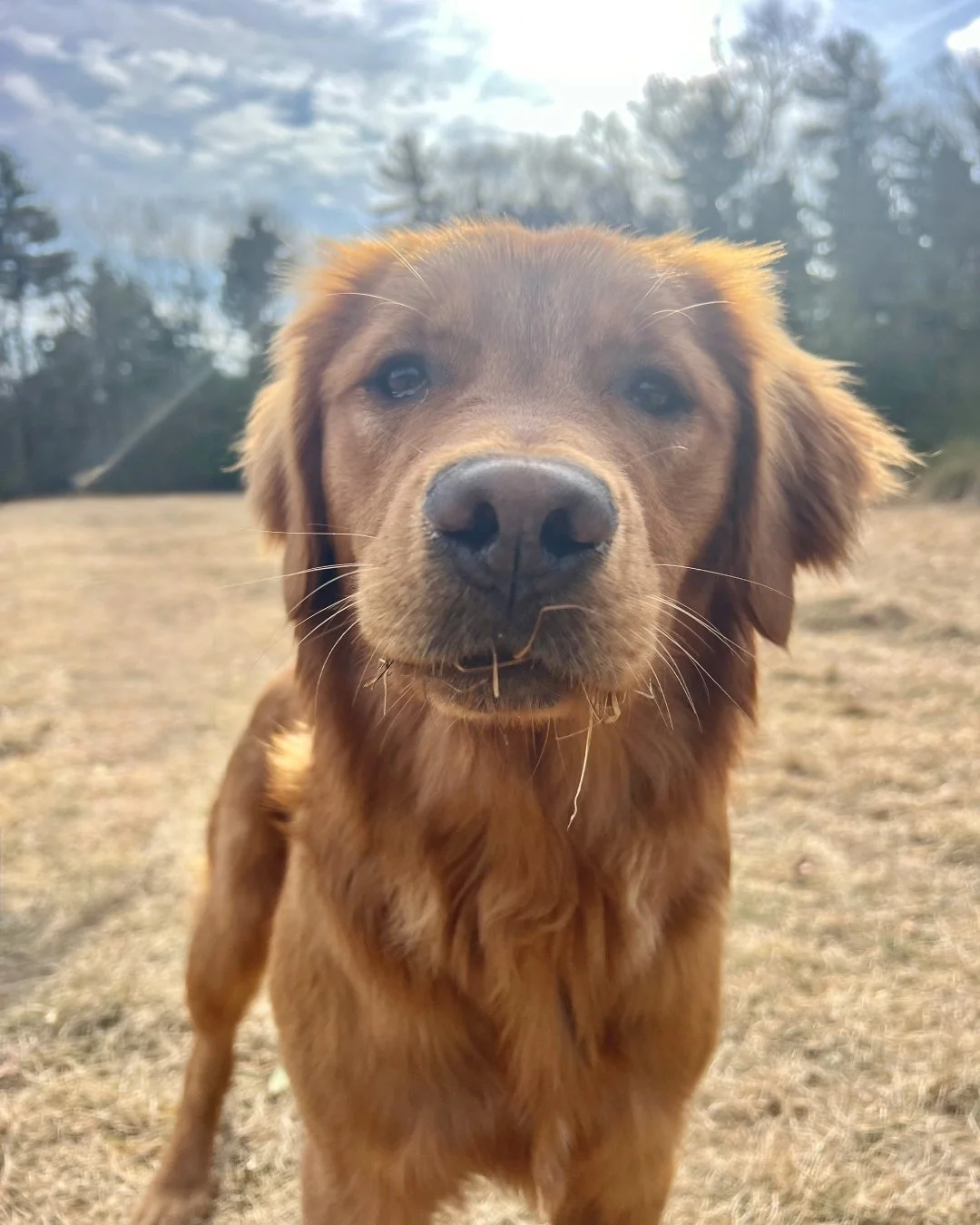 Close-up of a golden retriever dog outdoors in a grassy field with trees and cloudy sky in the background.