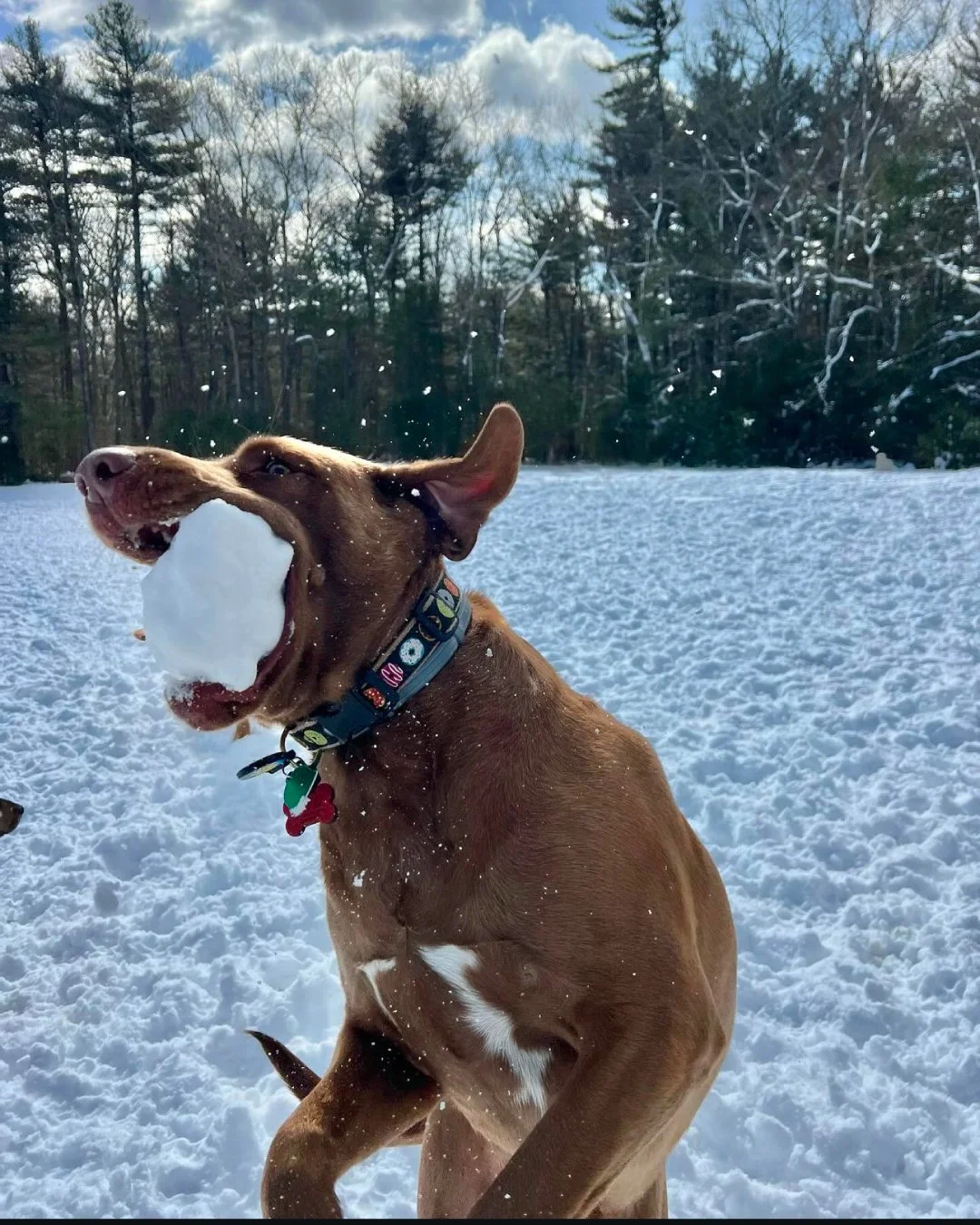 Dog playing in the snow with a large snowball in its mouth, outdoors in a snowy landscape with trees in the background.