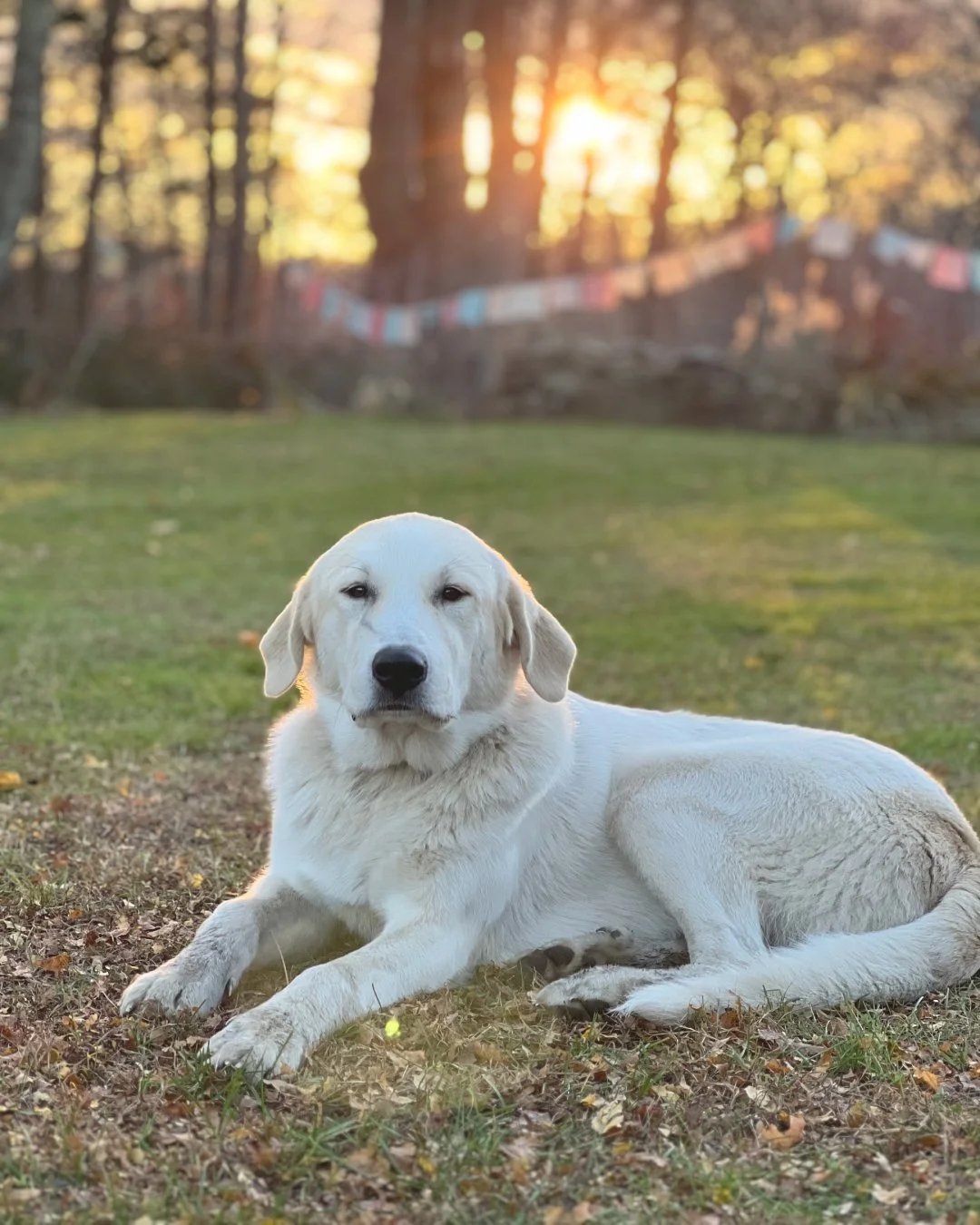 A large white Labrador retriever dog lying on grass during sunset in a park with trees and colorful banners in the background.