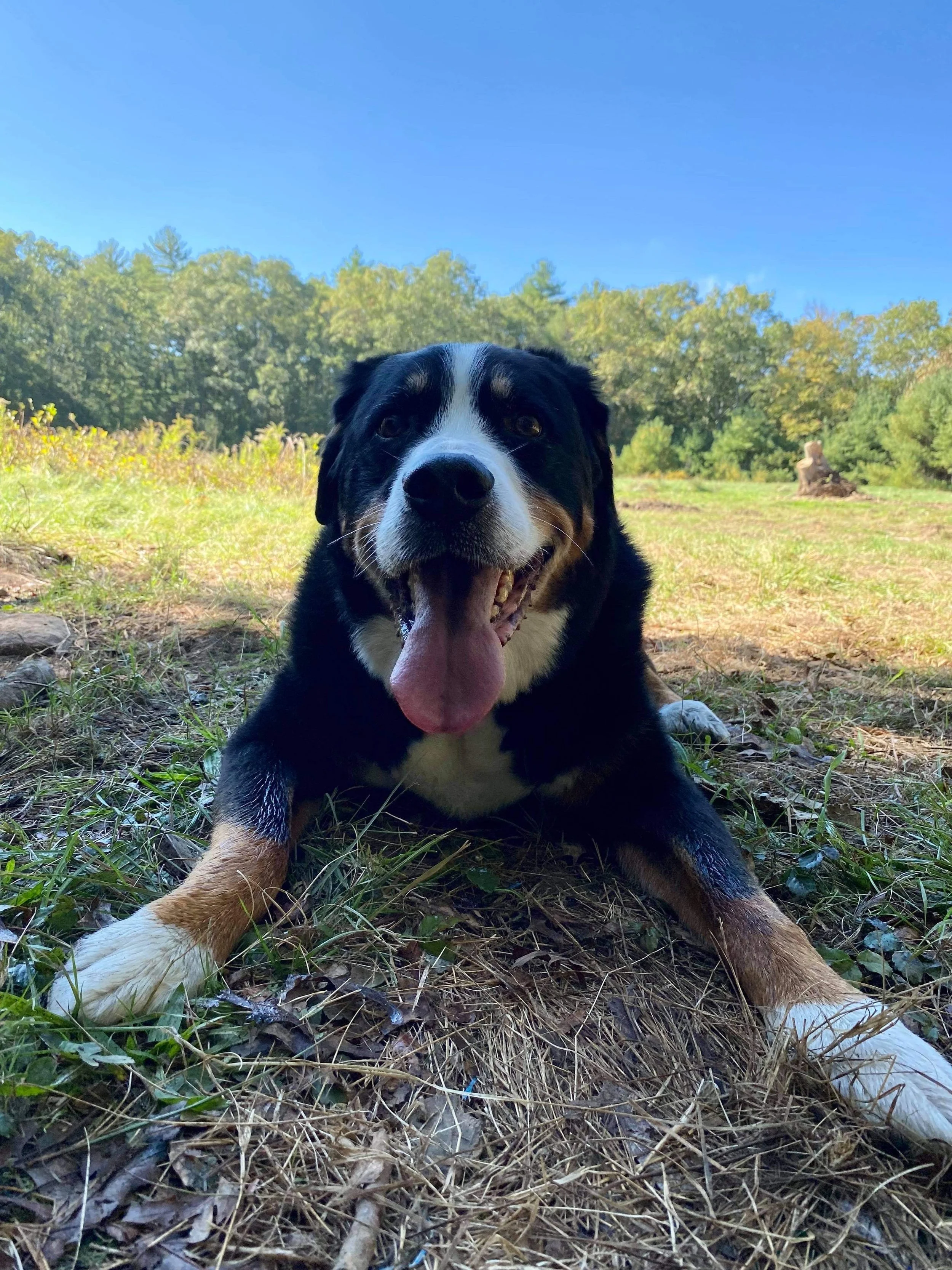 Happy big dog lying on the grass in a sunny, wooded outdoor area with a clear blue sky.
