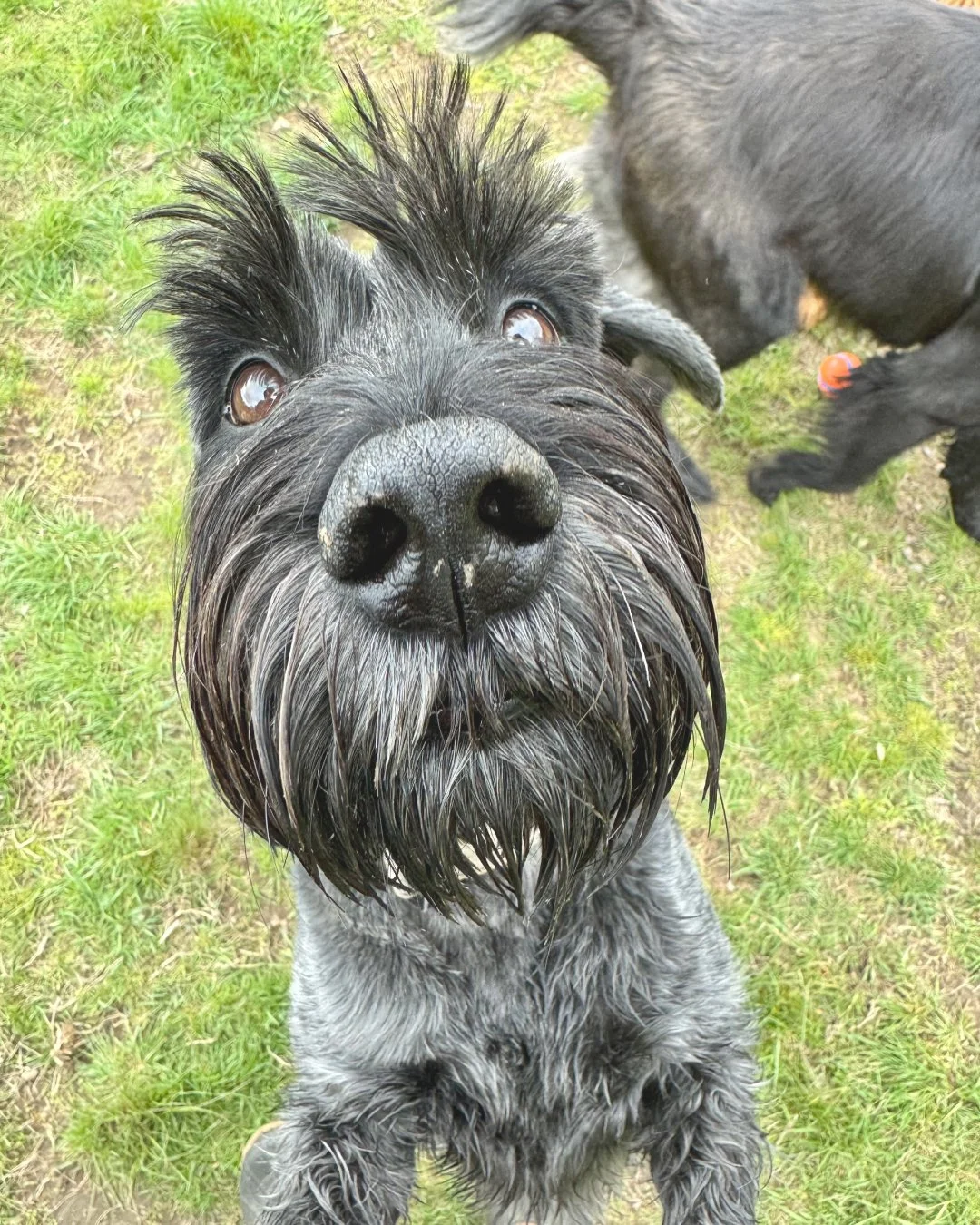 Close-up of a scruffy black dog with expressive eyes, wet fur, and a large nose, standing on grass.