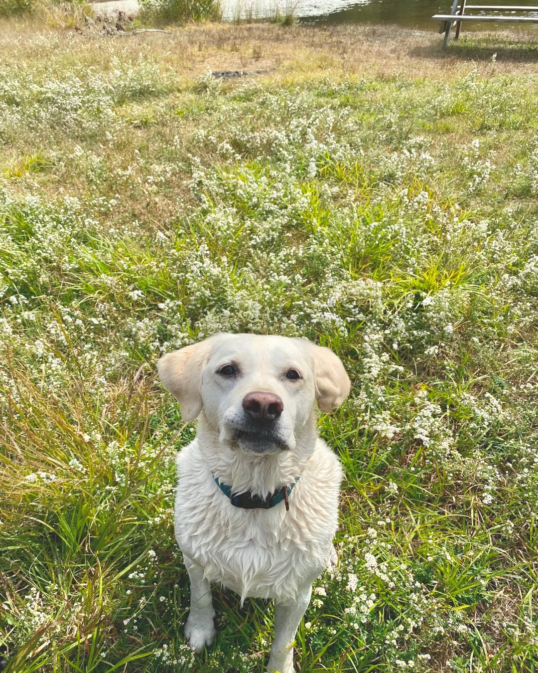 A dog sitting in a field with white flowers, looking at the camera.