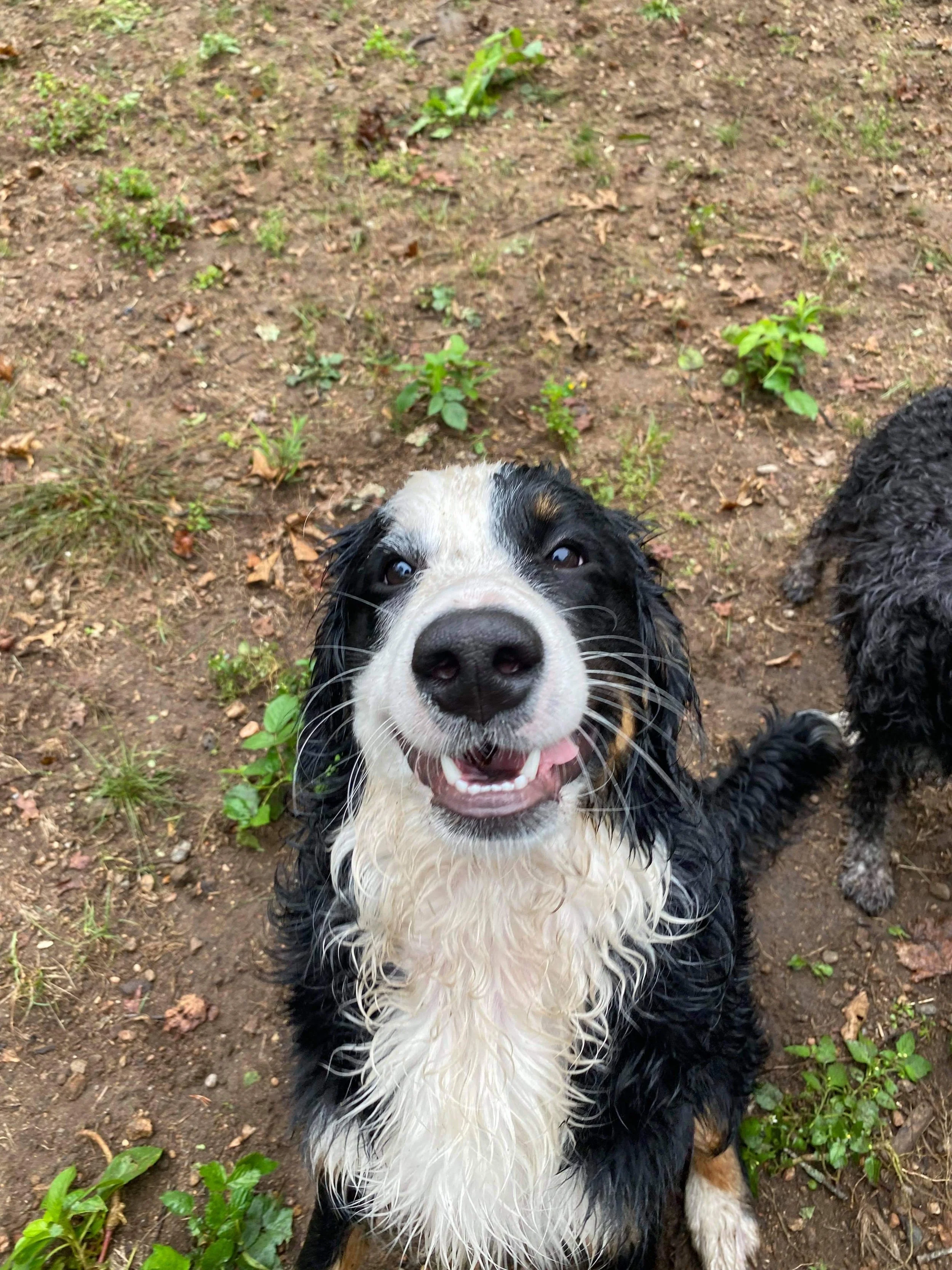 A wet, smiling Bernese Mountain Dog with a happy expression, sitting on dirt ground with small green plants around, and a partially visible black curly-haired dog to the right.