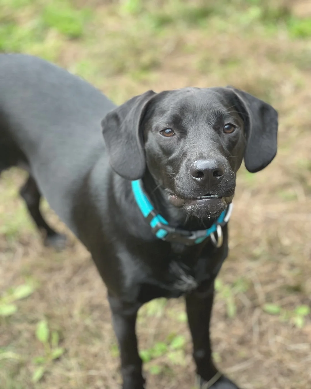 Close-up of a black dog with floppy ears wearing a blue collar, standing outdoors on dirt and grass, looking at the camera.