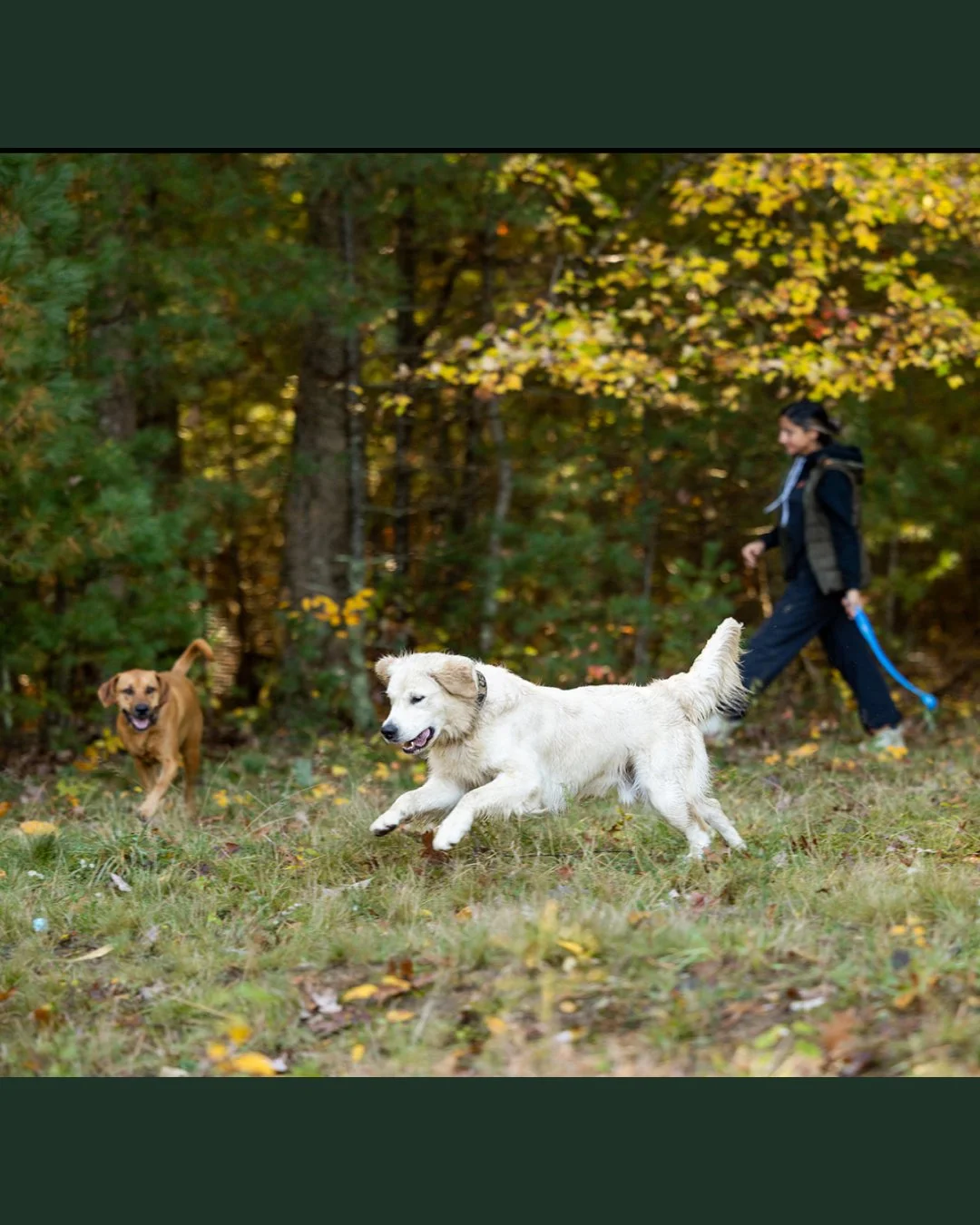 A person walking two dogs in a wooded area during fall, with yellow and green trees in the background. One dog is brown and running, the other is white and chasing.