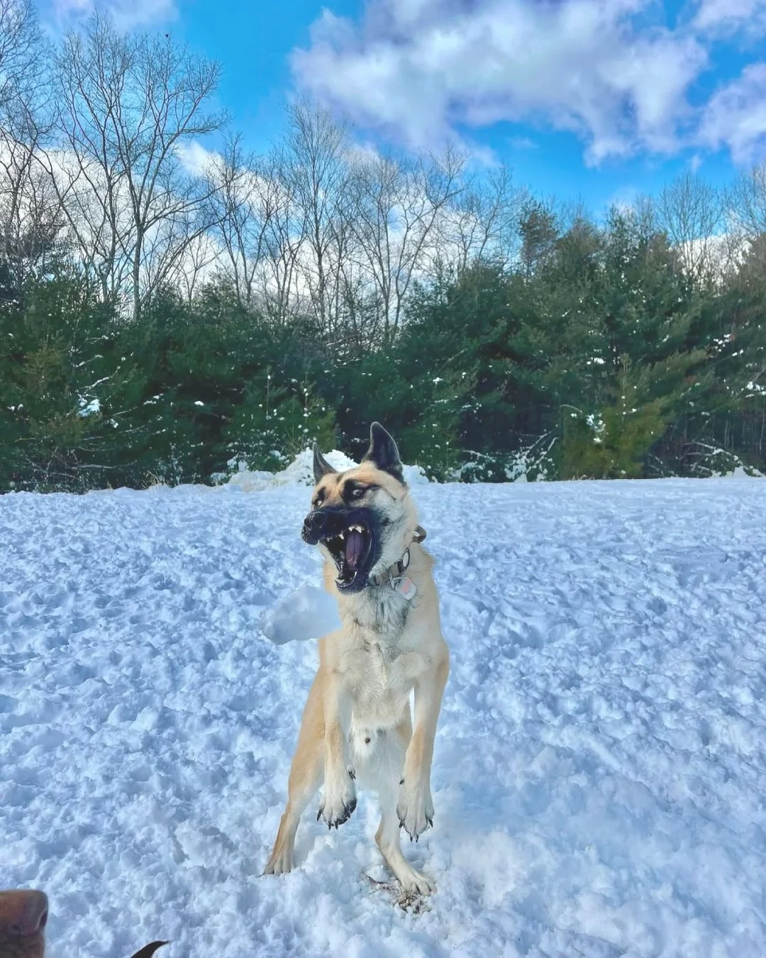 A dog jumping in the snow with trees and a blue sky in the background.
