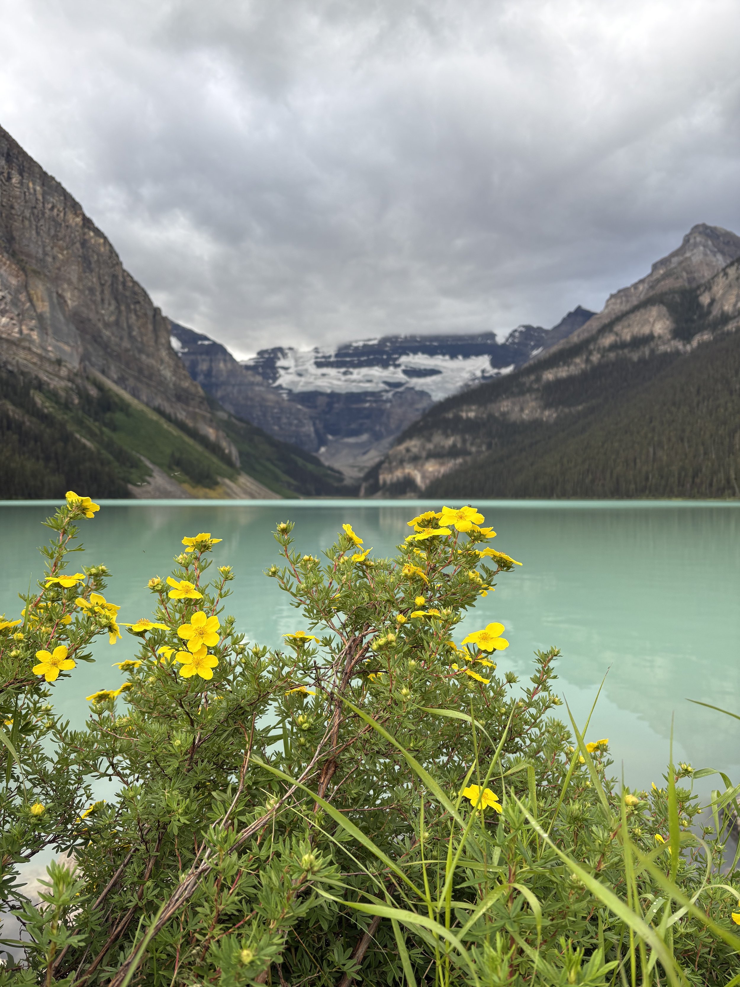 Yellow wildflowers in the foreground of a turquoise lake, with snow-capped mountains and cloudy sky in the background.