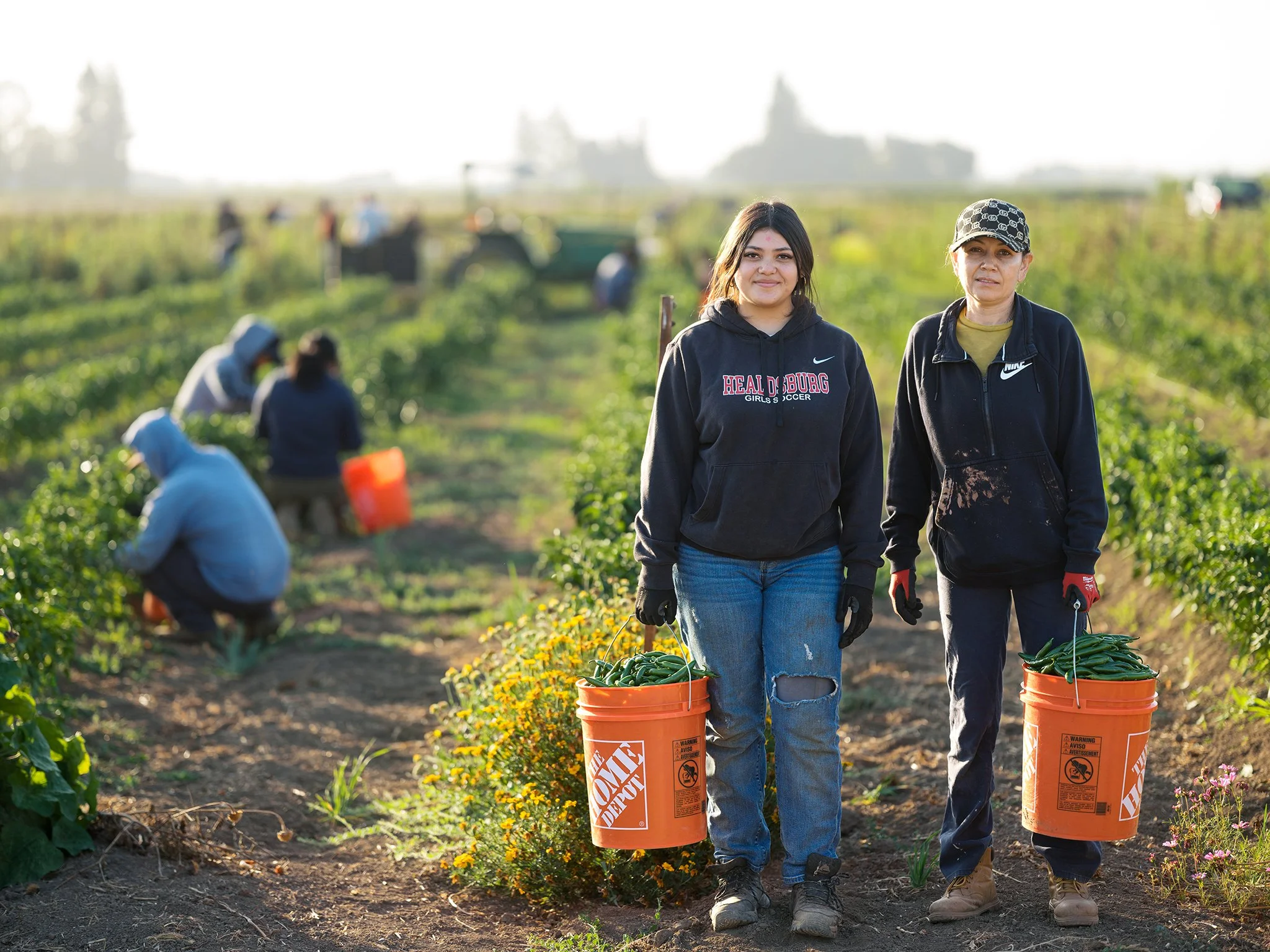 Two women walking in a field of vegetable crops, carrying orange buckets, with other workers in the background harvesting.
