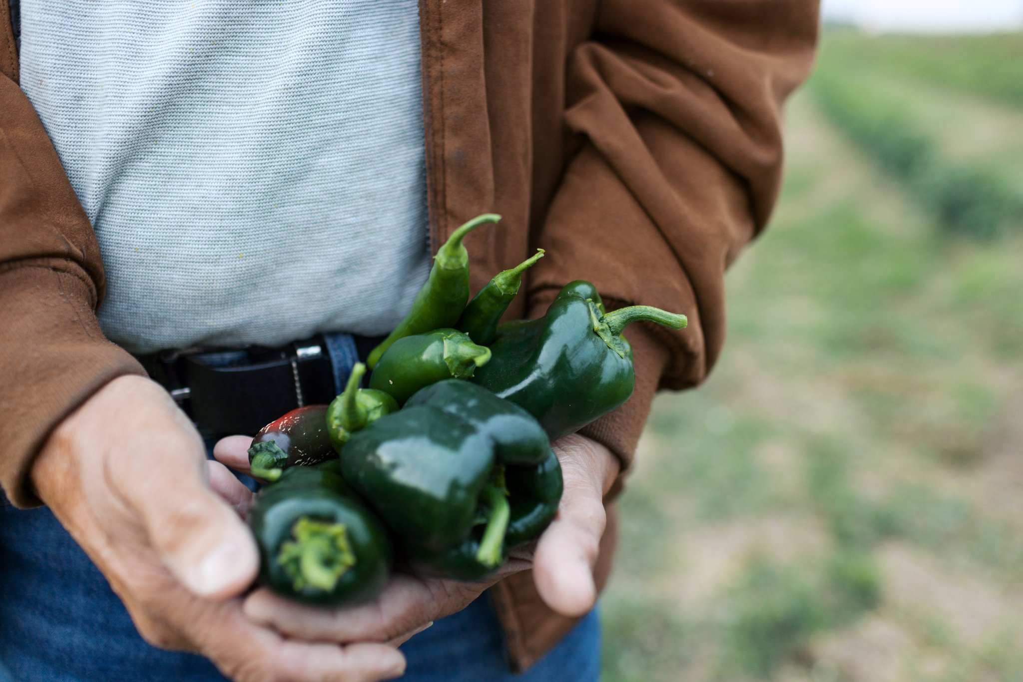 A person holding green and purple peppers in their hands, with a blurred outdoor background.