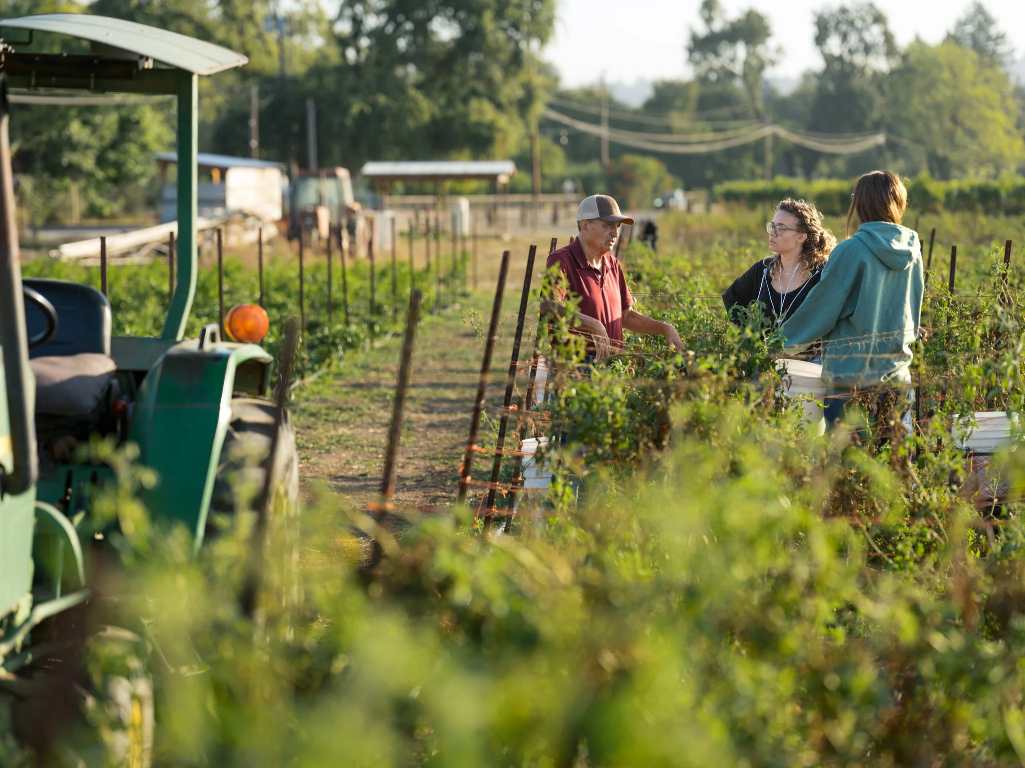 Three people are working in a vineyard, surrounded by green vines with a tractor and farm structures in the background on a sunny day.