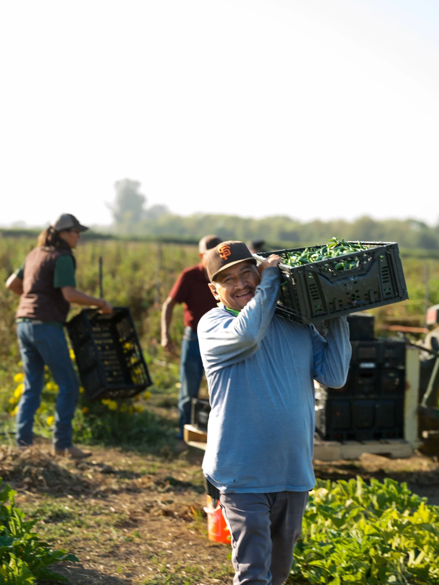 People harvesting vegetables in a field, carrying crates filled with green produce, with greenery and trees in the background.